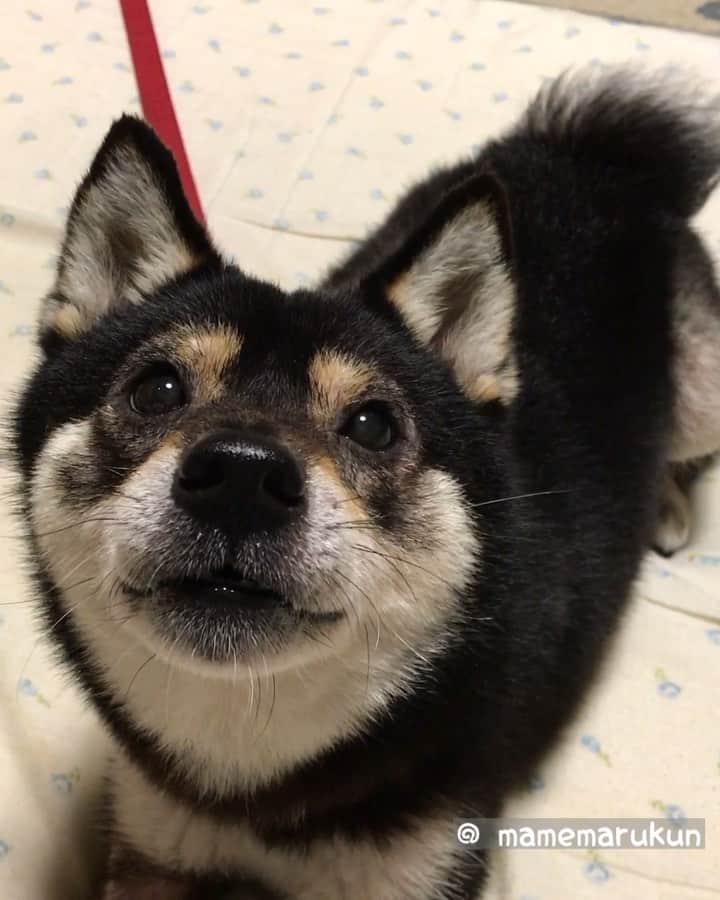 まめ丸のインスタグラム：「* * 【 #しっぽがうまくふれないまめ丸 シリーズ】 7回しっぽふれたよね🐶❓ できてるって言ってー🐶❣️ * 7 times🐶❣️ #icantwagmytailwell * #ちょっとおまけしてね #採点あまめで #おねがいします🐶💓 * #柴犬#豆柴#柴#黒柴#犬#しばいぬ#shiba#shibainu#shibastagram#shibadog#puppy#instadog#dogstagram#dog#instashiba#blackshiba#petstagram#pet#cutepetclub#강아지#멍스타그램#boopthesnoot#doglover#ilovemydog#weeklyfluff」