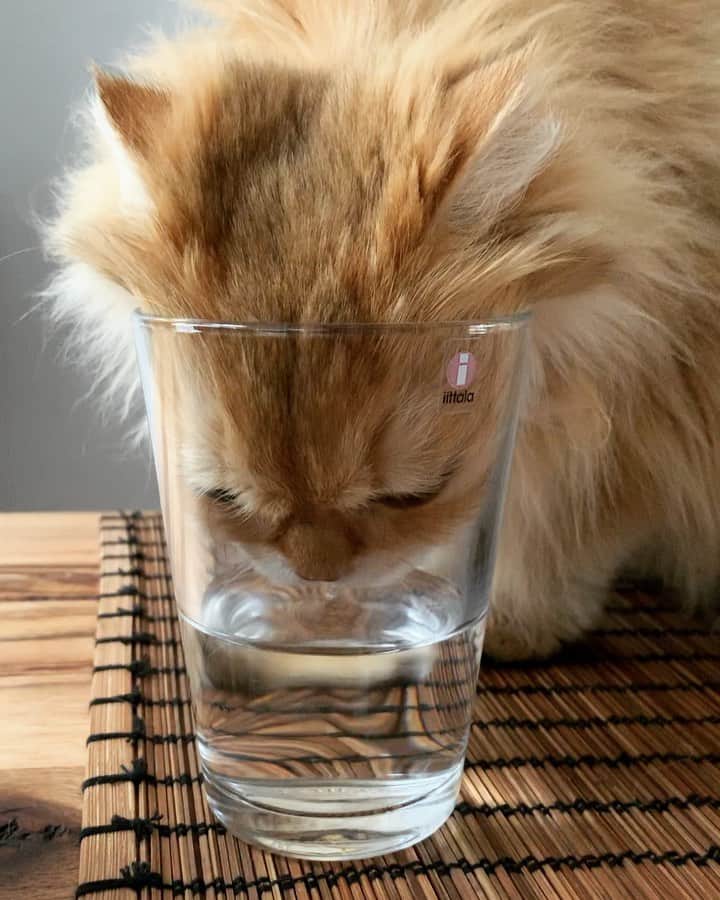 Smoothieのインスタグラム：「This is getting ridiculous. 😹 They have multiple fountains to drink from!」