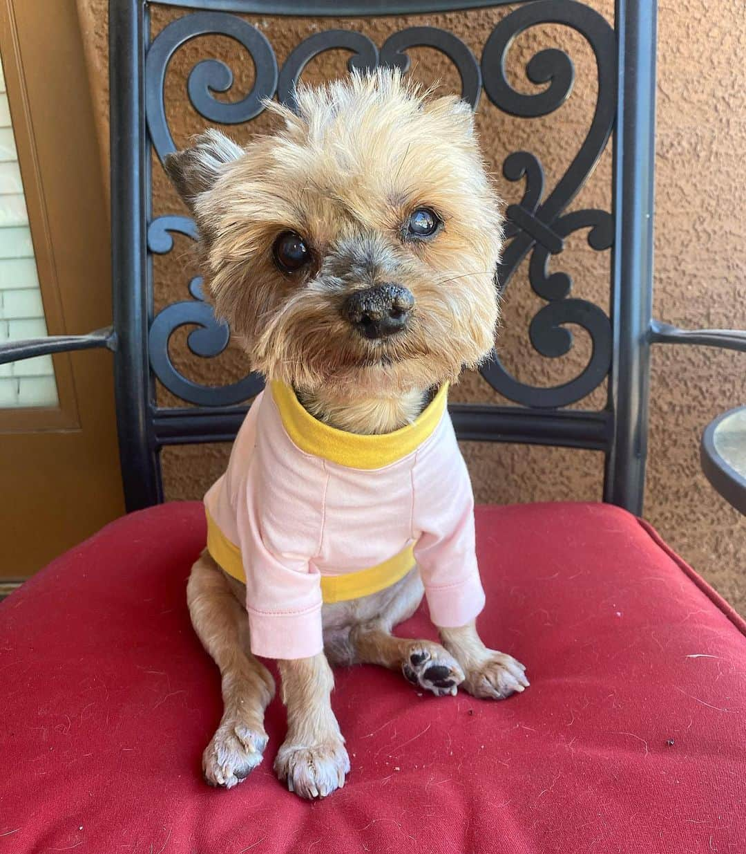 さんのインスタグラム写真 - (Instagram)「Oliver 💭 Yup! 😏 I’d say this is the perfect shirt to cover up my chicken legs! 😒🙈🤭😅 Happy #SundayFunday  #SeniorDogsRock OOTD : @dieselminnie_collection 🕺🏼」6月15日 0時37分 - happyyorkiefamily