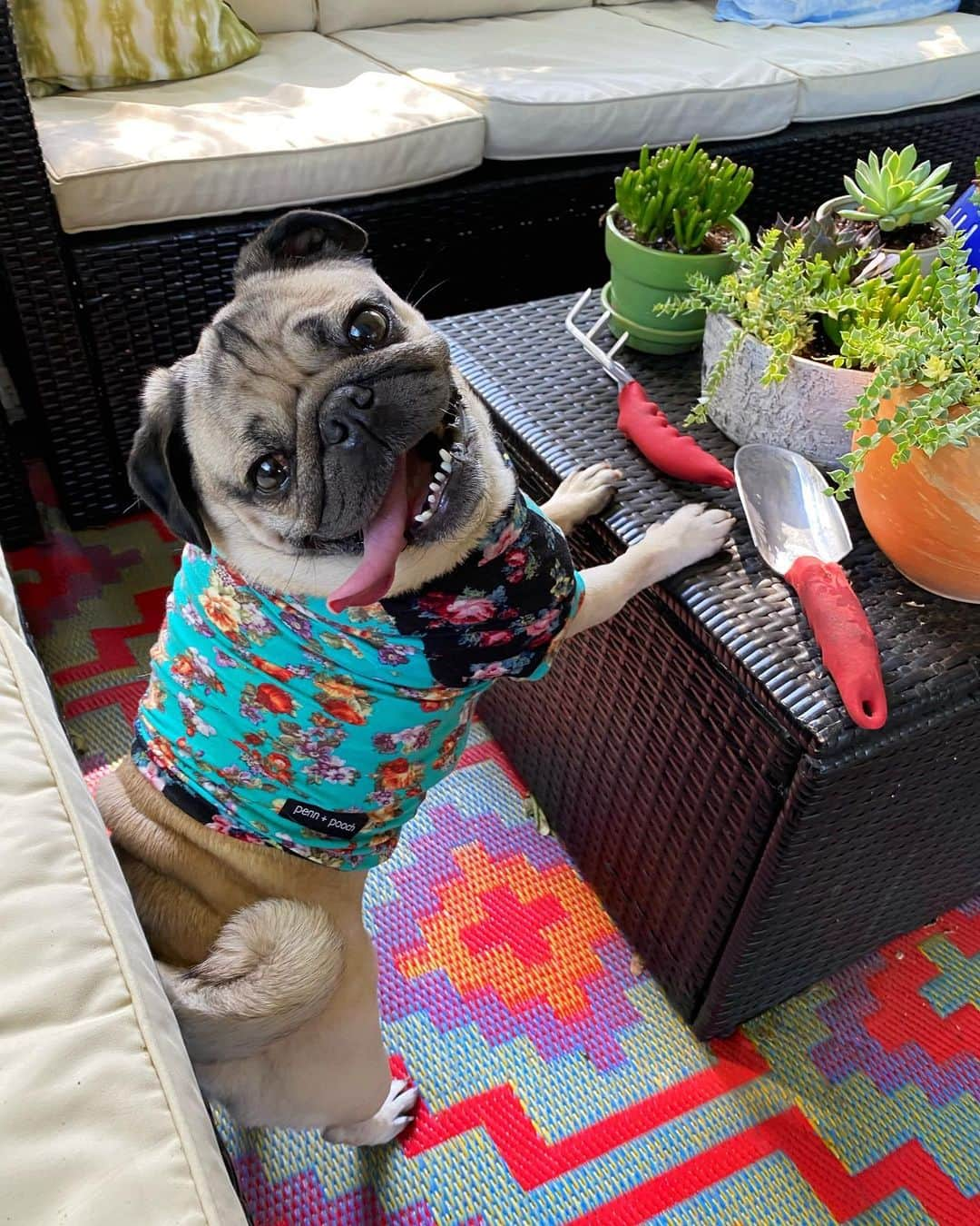 itsdougthepugさんのインスタグラム写真 - (itsdougthepugInstagram)「“‪I dig u, do u dig me too?‬” -Doug」6月15日 0時54分 - itsdougthepug