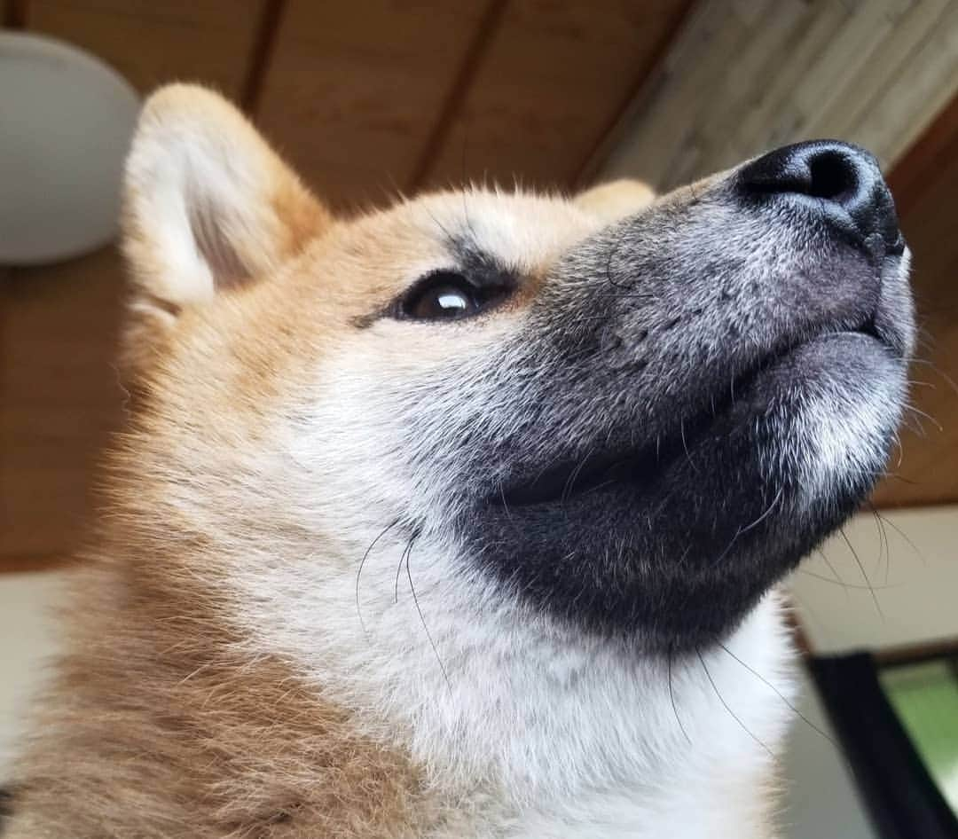 柴犬たま Shibainu Tamaのインスタグラム