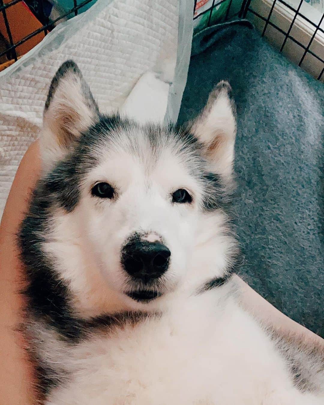 r_oseのインスタグラム：「My life without you are so new to me🐺🌈☁️〰️ how’s going up there? Are you guys reunites yet? I miss you all🖤🖤🖤🖤🖤🖤」