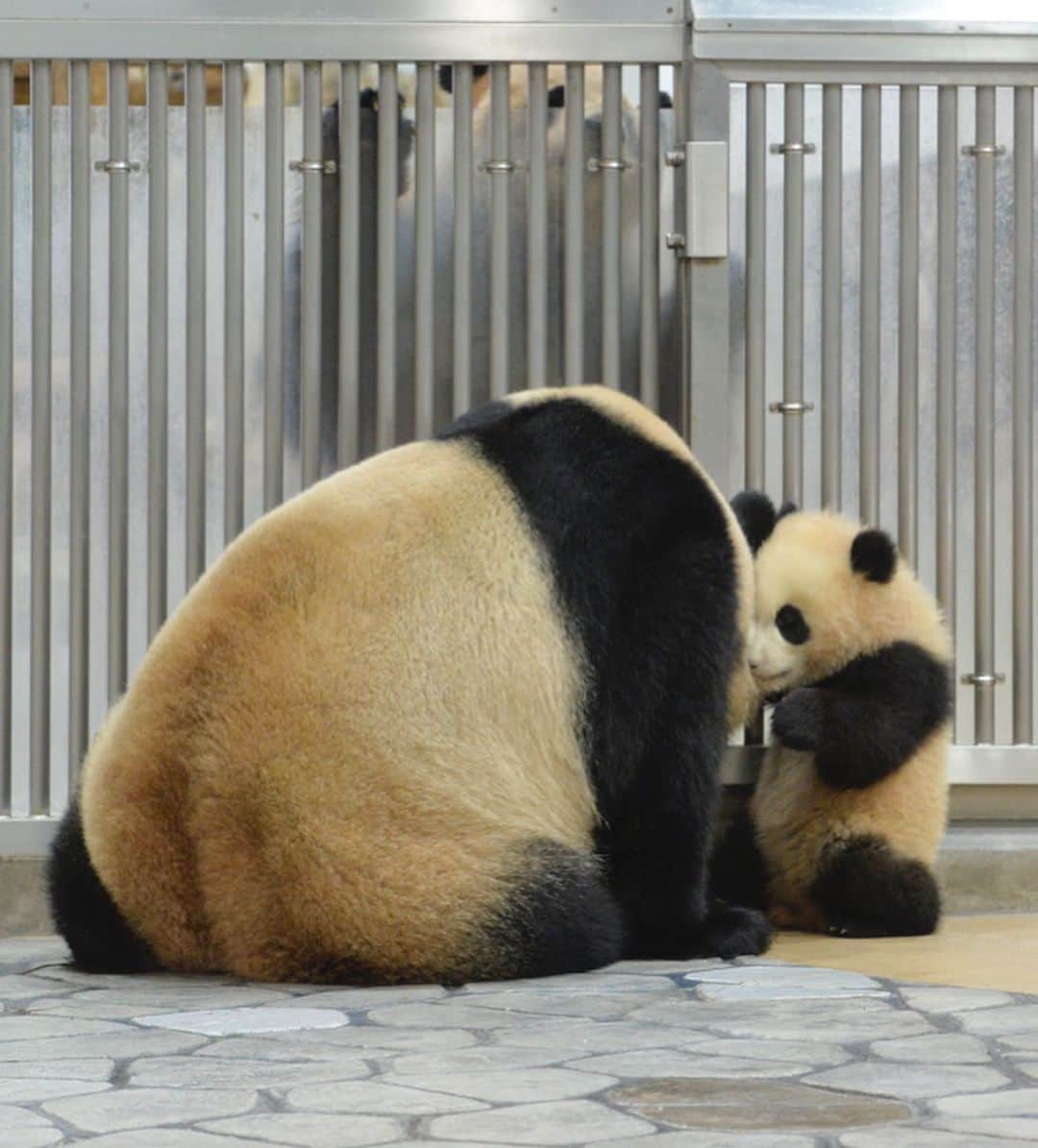 パンダ（白浜）さんのインスタグラム写真 - (パンダ（白浜）Instagram)「#永明　over 結浜 & Mom ! 3 pandas! 🐼😊🐼 #ADVENTUREWORLDPANDAS #baby #HELLOLITTLE #pandamental #hellopanda #ハローリトル #ハローパンダ #パンダグラビア #パンダ　and #panda #pandababy 🐼🐼🐼」6月14日 16時24分 - hellopanda_book