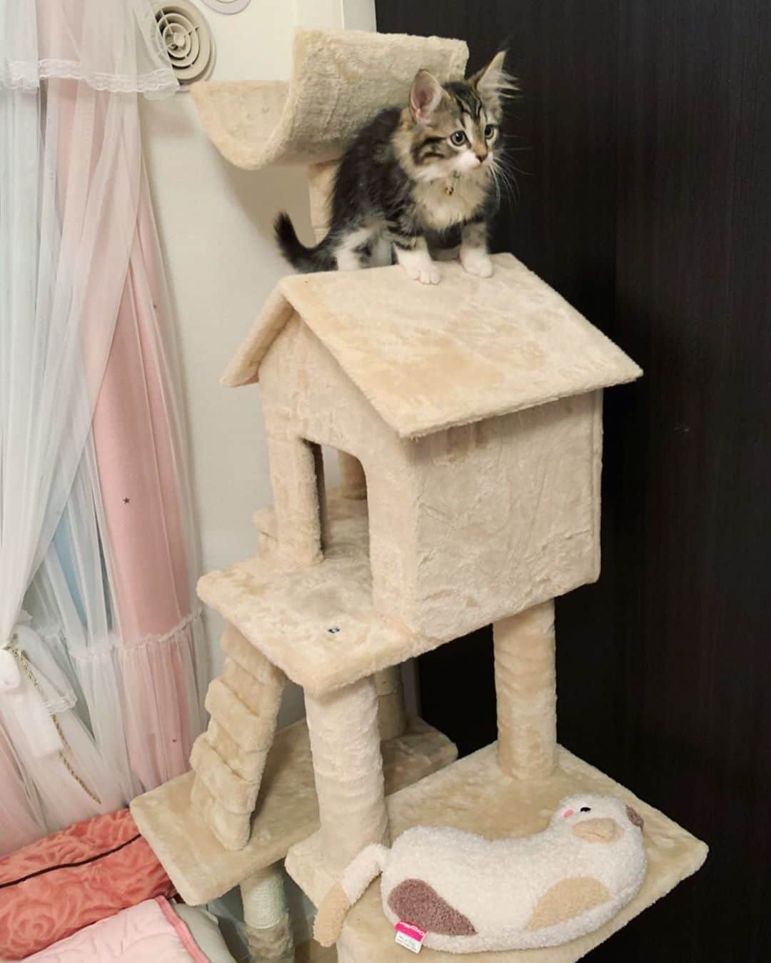 内木志のインスタグラム：「キャットタワーデビュー💕 お姉ちゃんと組み立て頑張りました🏠 気に入ってくれたみたいで良かった💕 かわいすぎるな〜🐱🍼 #今日のショパン #ノルウェージャン #🇳🇴 #ノルウェージャンフォレストキャット  #仔猫 #猫 #ペット #ねこのいる生活 #ねこのいる暮らし  #キャットタワー #🐱 #ねこすたぐらむ」