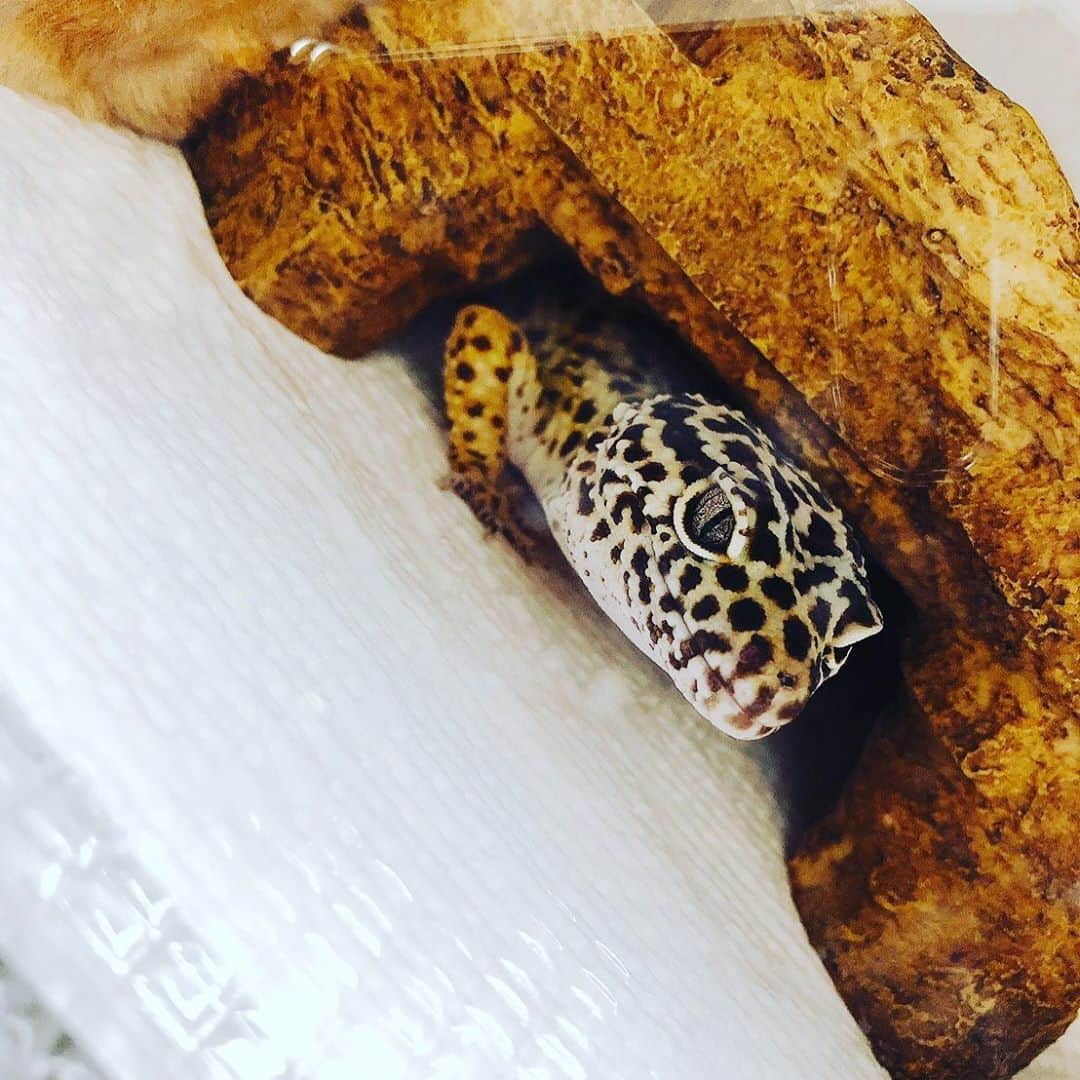 進祐哉のインスタグラム：「🏠🦎」