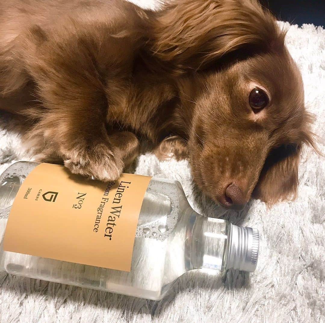 北見寛明のインスタグラム：「北見の部屋ルームフレグランス紹介 #GARNI #ルームフレグランス #ホワイトティーの香り #ベッドカバーや枕にシュッシュッシュ #今夜はとんでもなくチャラい夢見れそう #マロもお気に入り #激オススメ」