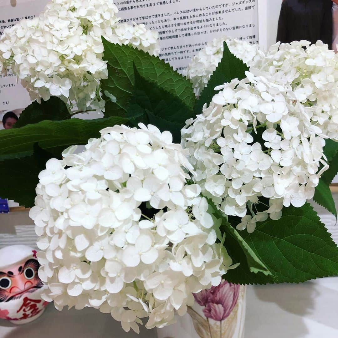 初嶺麿代さんのインスタグラム写真 - (初嶺麿代Instagram)「真っ白な#紫陽花 #生徒 さんに頂きました^_^ #ありがとうございます  #紫陽花の季節  なんですねー #白い紫陽花の花言葉は寛容  #ひたむきな愛情 ですって。」6月14日 17時13分 - hatsunemayo