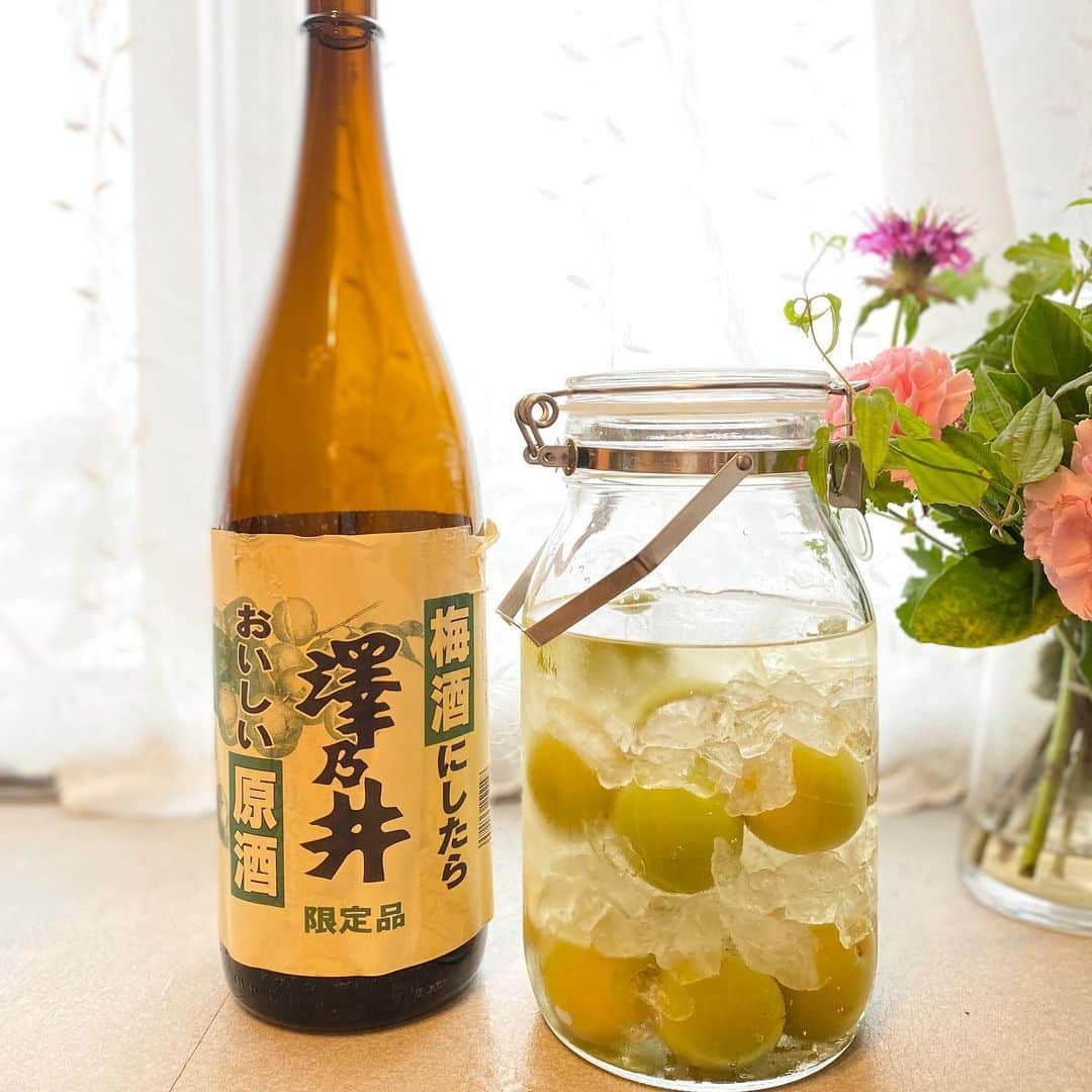 のインスタグラム：「うめしごと。 梅酒も仕込みました。 酒屋さんで見かけて気になってた#梅酒にしたらおいしい原酒 澤乃井さん🍶 日本酒で作る梅酒・・ 楽しみです😋✨✨ 美味しくできたら友達にもふるまいたいなぁー😉✨ ・ ・ #梅酒作り #うめしごと　#澤乃井 #日本酒で梅酒作り #セラーメイト #plum #plumwine」