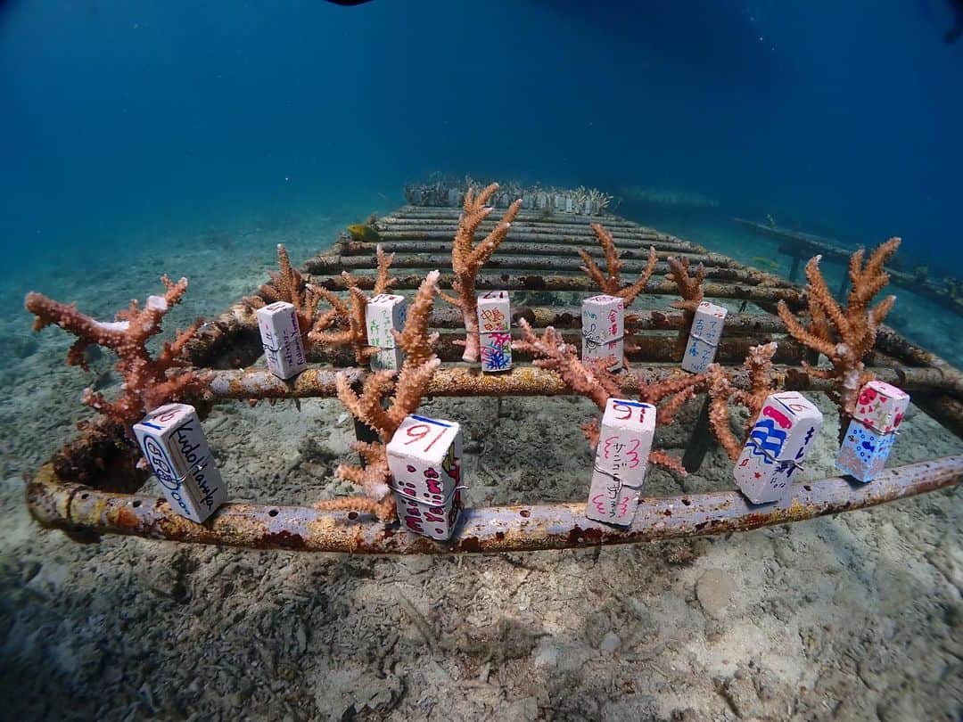 中島早貴さんのインスタグラム写真 - (中島早貴Instagram)「チーム美らサンゴ活動報告🐠  わたし達が書いた サンゴスティックが サンゴの苗をまとい 無事に海に移動しました☺️ このまま3ヶ月〜6ヶ月すくすく育ってくれたら、海底へ植え付けます(←この作業を2月に体験したよー🙋‍♀️) しっかり育って 沖縄恩納村の綺麗な海を守ってね🥺💗 以上活動報告でしたー。 詳しくは #チーム美らサンゴ のFacebookみてみてくださいなぁー🥰」6月14日 17時27分 - saki__nakajima__uf