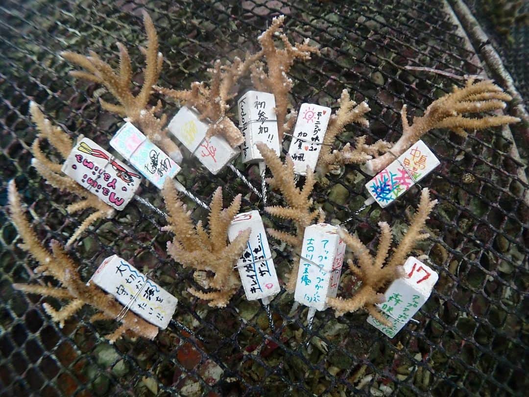 のインスタグラム：「チーム美らサンゴ活動報告🐠  わたし達が書いた サンゴスティックが サンゴの苗をまとい 無事に海に移動しました☺️ このまま3ヶ月〜6ヶ月すくすく育ってくれたら、海底へ植え付けます(←この作業を2月に体験したよー🙋‍♀️) しっかり育って 沖縄恩納村の綺麗な海を守ってね🥺💗 以上活動報告でしたー。 詳しくは #チーム美らサンゴ のFacebookみてみてくださいなぁー🥰」