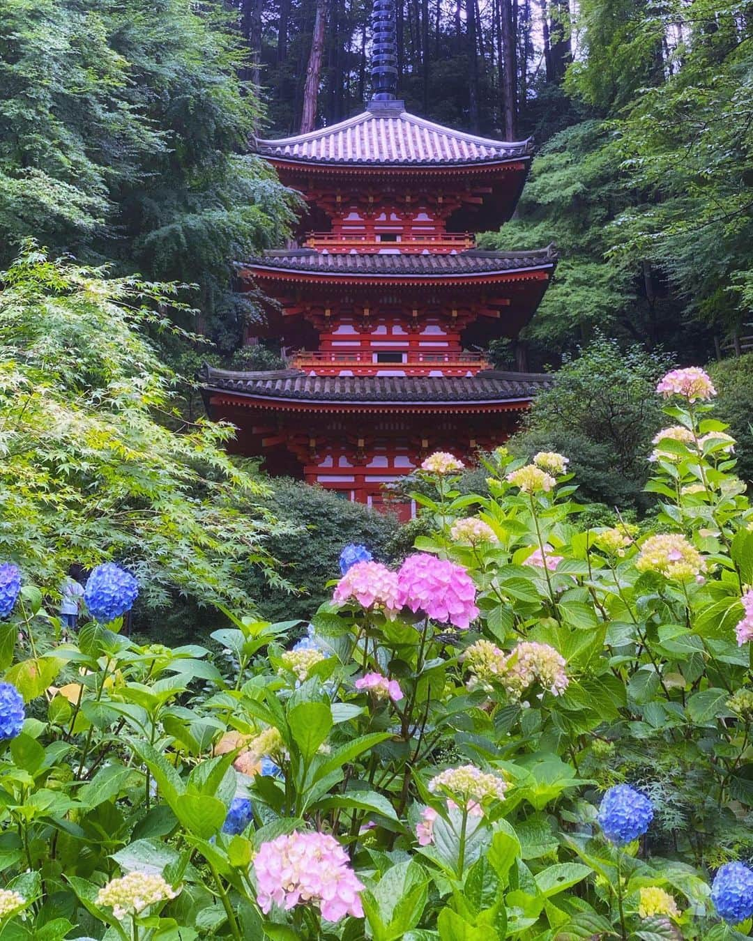 hama_aki_pppさんのインスタグラム写真 - (hama_aki_pppInstagram)「京都府木津川市#岩船寺  Location Kyoto Japan  2020.6.14  本日撮って出しそう🤳定番構図の真正面から💠💜💠まだ咲いてないかなあと思ってましたが昨晩の大雨のお陰か結構色付いてました🎵週末、あちこち回ったのでチマチマpostしていきます。  #日本の絶景  #美しい日本　 #こころから #おとな旅プレミアム　 #タビジェニ　 #三重塔  #紫陽花寺  #じゃらん花畑　 #神社仏閣  #寺社仏閣  #日本庭園  #そうだ京都行こう  #bns_flowers  #Lovers_nippon  #top_favorite_shots  #allthingsofbeauty_  #nippon_lovers  #inspring_shot  #beautiful_kansai  #angelsandflowers_  #japanesetemple  #charming_nature_  #mns_flower  #japanesegarden  #lovers_united_japan  #igbest_shotz  #special_spot_  #rakutentravel」6月14日 18時02分 - hama_aki_ppp