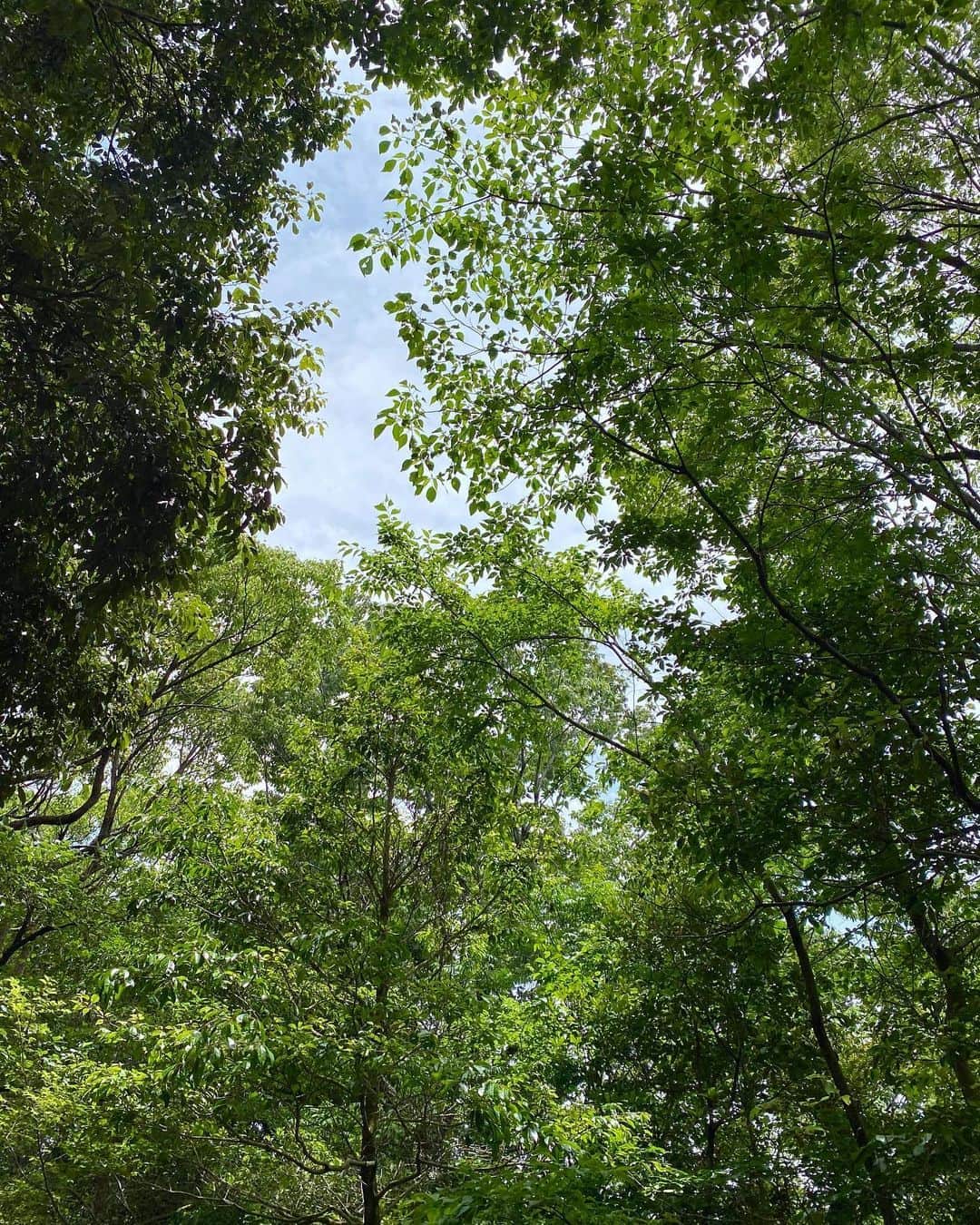 山田佳子さんのインスタグラム写真 - (山田佳子Instagram)「雨上がりの森林浴…😊🌳﻿ 涼しい風が気持ちいい…♪﻿ ﻿ #雨上がり﻿ #緑﻿ #生き生き﻿ #自然﻿に囲まれて #気持ちよかった﻿ #森林浴 #癒される #週末 #日曜日の過ごし方」6月14日 18時36分 - yoshiko117
