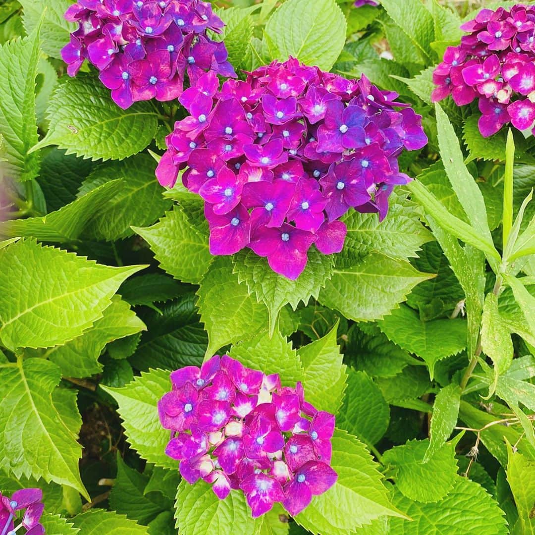 塚本直さんのインスタグラム写真 - (塚本直Instagram)「なんだかお花がとても好きになっている最近。  #散歩しては花探し #家の中では  #ドライフラワー 作成中 #flowers  #flowerphotography #日本語の文法が怪しい」6月14日 18時41分 - naotsukamoto