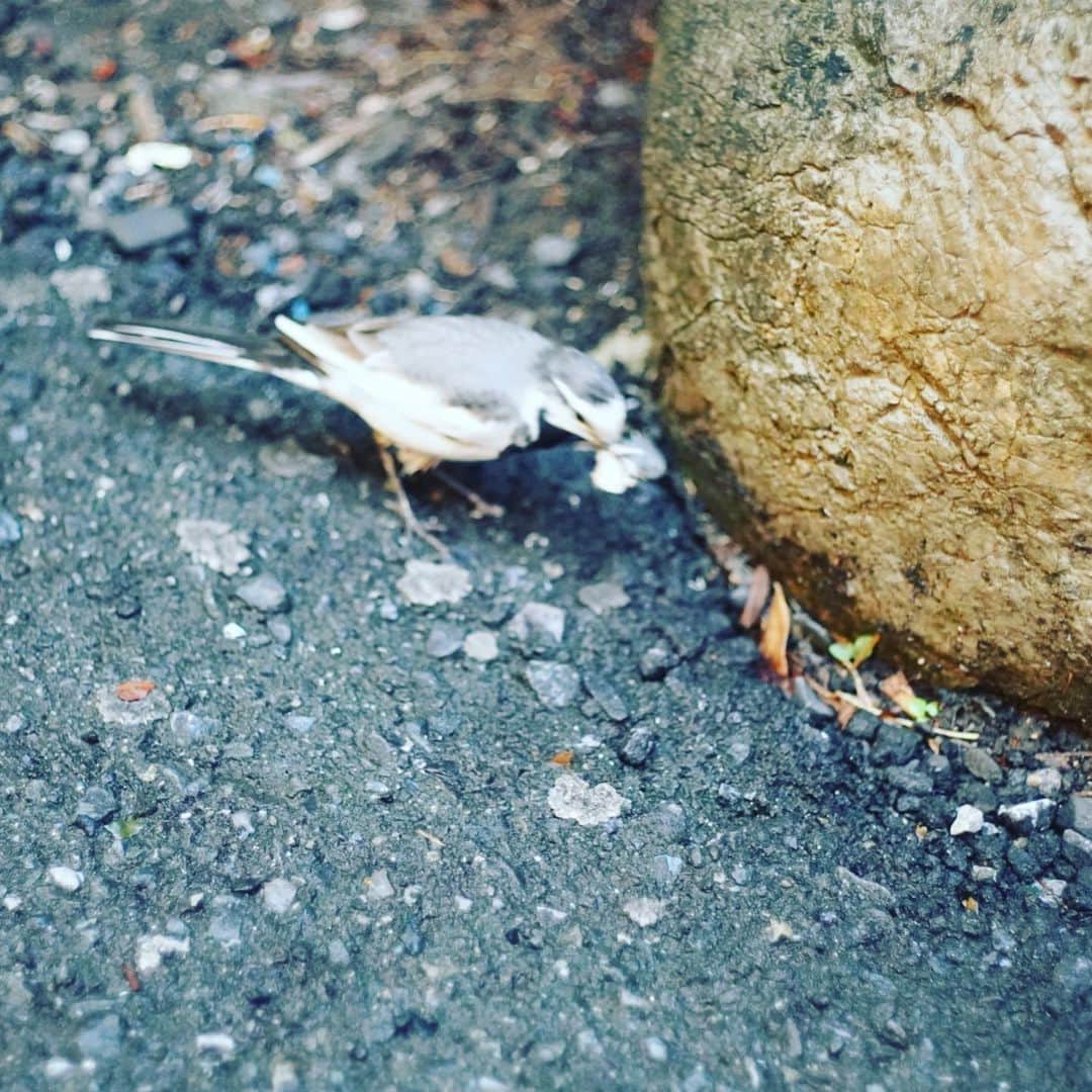 奇妙礼太郎さんのインスタグラム写真 - (奇妙礼太郎Instagram)「動く鳥にピント合わせるの大変。プロすごい。 #ハクセキレイ  #whitewagtail  #a6100  #rikenon50mmf2」6月14日 18時58分 - reitaro_strange