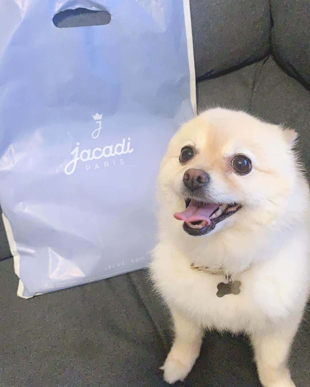 神谷美伽のインスタグラム：「gacadi ゲット😚♡ 自由が丘に来ると必ず行ってしまう✨ ステキすぎる子供服👗 @jacadi_officiel  #着せるの楽しみ #jacadi #ポメラニアン  #公園には勿体無くて着ていけない#姉妹ママ #育児」