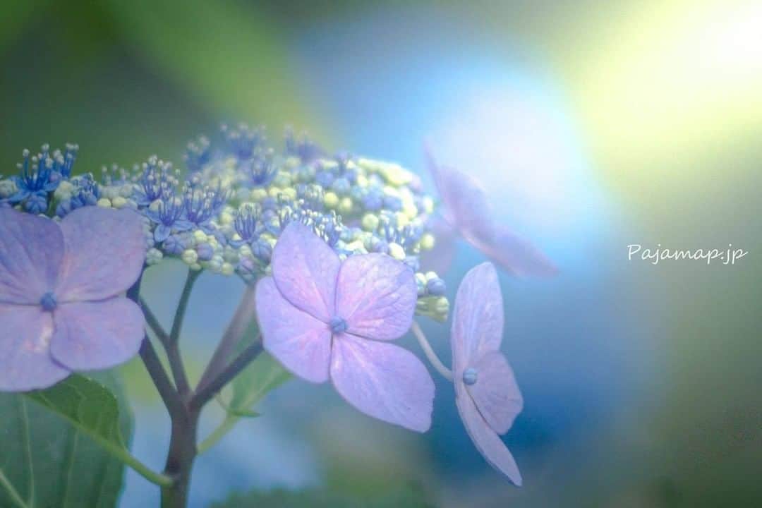 花の写真館のインスタグラム：「Photo by @pajamap0515.⠀ https://instagram.com/pajamap0515/⠀ .⠀ Original Post[投稿いただいたURL]⠀ https://www.instagram.com/p/Byr3HI2AVAw/⠀ .⠀ 本アカウントは、 #私の花の写真 をつけてInstagramに投稿された皆さまの花の写真や、「花の写真館」Facebookページで投稿された花の写真を紹介します。⠀ 「花の写真館」Facebookページは、「 @floral.photograph 」のプロフィールにあるURLからご覧ください。⠀ .⠀ ※各自、政府、自治体など公的機関の指示に従った行動をお願いします。⠀⠀ 東京カメラ部および分室では、写真を「見る楽しみ」を提供することを通して、微力ながら皆様にわずかな時間でも癒しをお届けしたいと思っております。⠀ ※本アカウントは東京カメラ部がFacebook、Instagramのサービスを利用して運営しているもので、Facebook社・Instagramとは一切関係ありません。⠀ .⠀ #花の写真館 #floralphotograph #floralphoto #flower #flowers⠀ Follow: @floral.photograph」