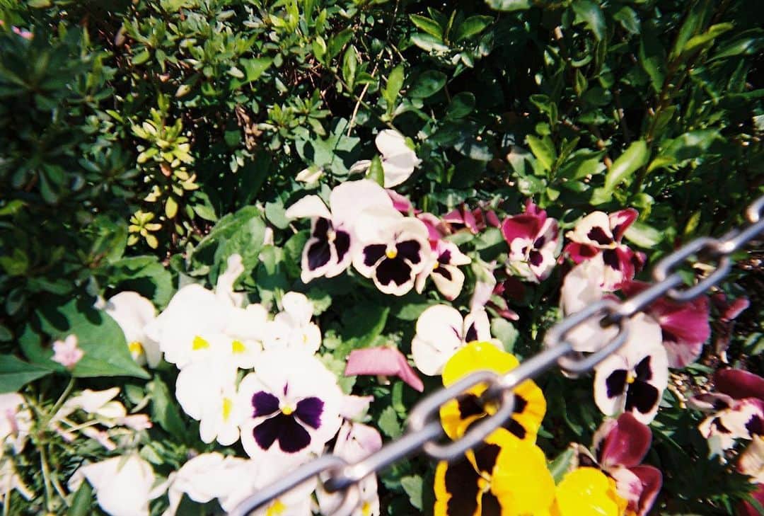 のインスタグラム：「📷 by me #film #filmphotography #film_jp  #filmcamera #flowers #flower  #filmphoto #写ルンです  #写ルンですのある生活 #フィルム #フィルムカメラ #フィルム写真」