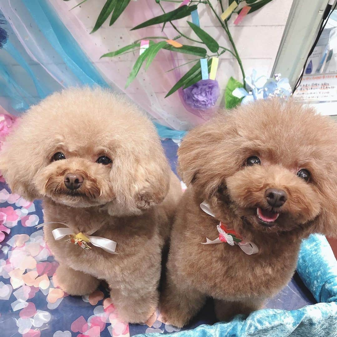 ももちゃん & まろんたんのインスタグラム：「久しぶりにスッキリしてきました〜！！！ 別犬、、😭😭😭 ふわふわでひと回り小さくなりました！！！良かった💓 ・ ・ #dog #dogs #dogstagram #poodle #poodles #poodlelove #poodleclub #toypoodle #toypoodles #toypoodlelove #toypoodleclub #east_dog_japan #all_dog_japan #ig_poodle #poodlesofficial #ふわふわ #ふわもこ部 #トイプードル #トイプードル部 #トイプードル大好き #トイプードル多頭飼い #まろんたん #ティーカッププードル #わんこなしでは生きていけません会 #pecoいぬ部 #joker六本木ヒルズ店 #トリミング #ももちゃん #toypoodleofficial #犬のいる暮らし」