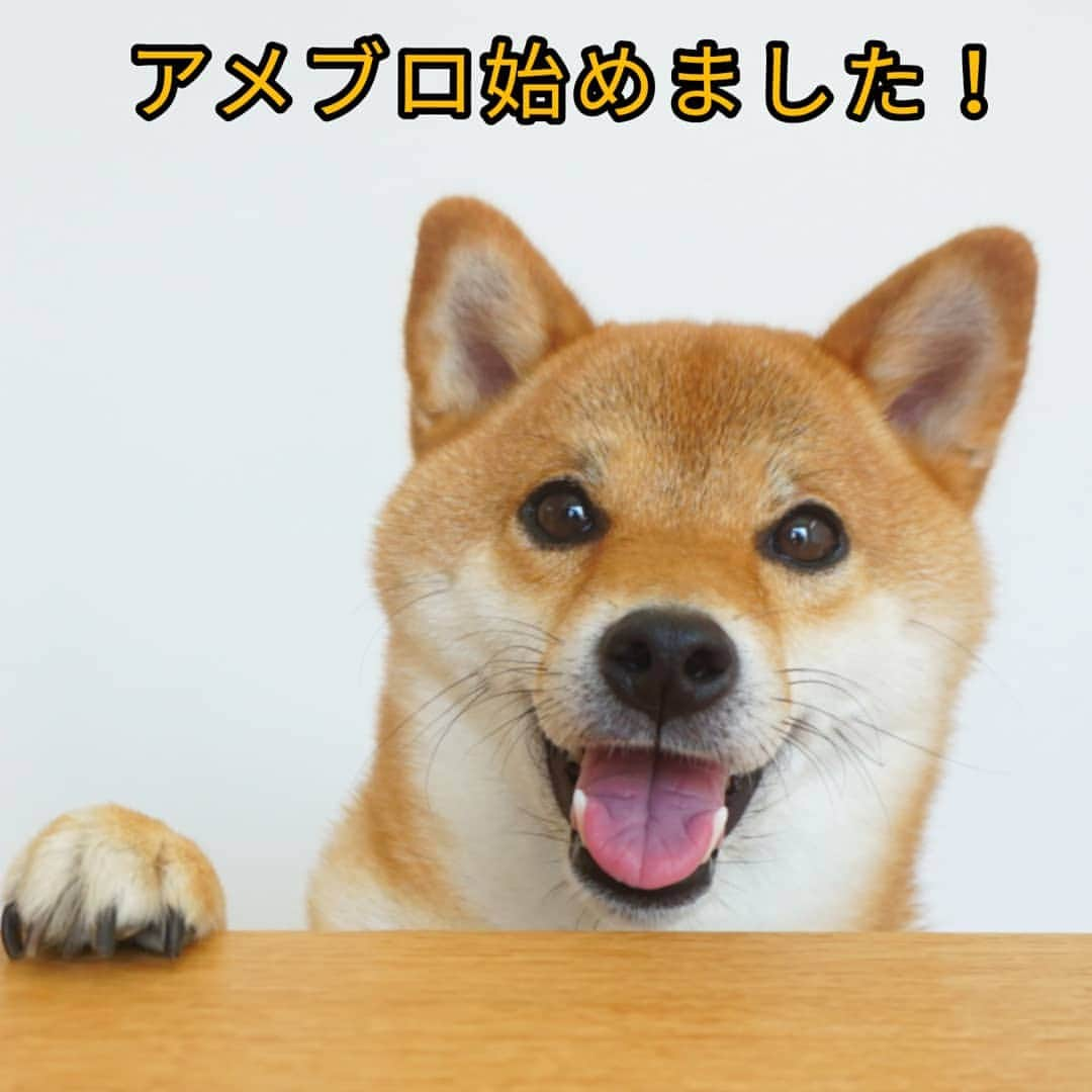 柴犬コマリのインスタグラム：「アメブロ版『柴犬コマリ学園』スタートしました💡 プロフィールの一番下にリンク貼ってあるので、そこからジャンプできます🐾 . 旧ブログの内容も修正して載せ直していますので、ぜひ子犬のコマリも堪能してください🐶あの頃は毎日悩んでたなぁ😅 . #柴犬コマリ #柴犬 #日本犬 #いぬのきもち #pecoいぬ部 #shiba #shibainu #shibadog #shibalove #shibastagram」