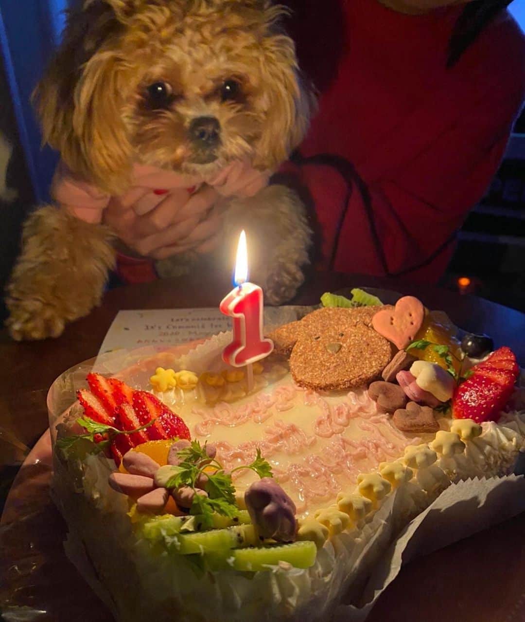 Manitasのインスタグラム：「投稿めんどくさくなちゃて放置してしまたいた 5/21にコマちゃん無事に1歳になりました🐶🎂💕 初めてのケーキおいしく食べてくれて母はうれしかた。 世界一かわいい犬よ、毎日癒しをありがとうだよ。愛 #犬のいる暮らし #ペキプー #コマニ1歳おめでとう」
