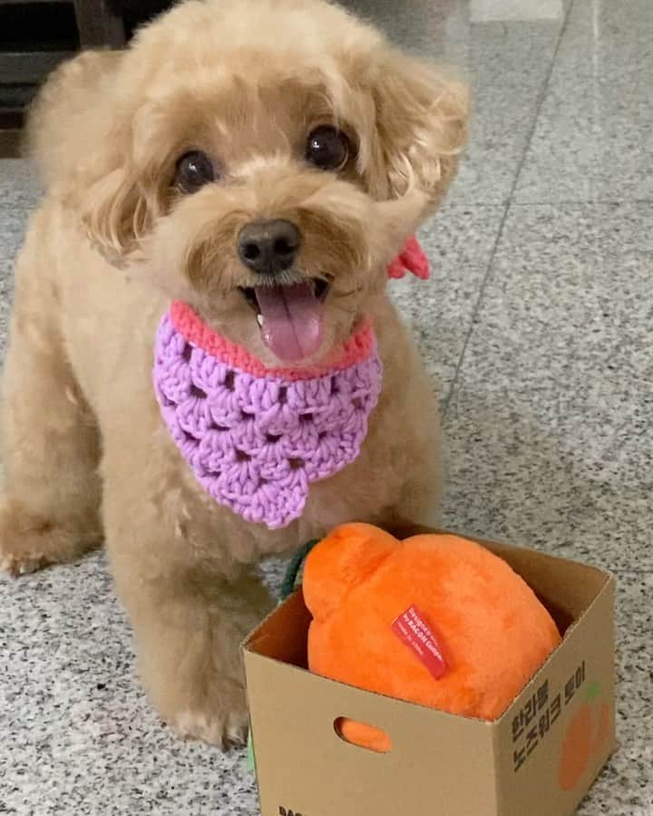 Truffle??松露?トリュフのインスタグラム