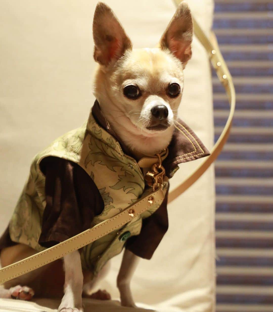 紋次郎さんのインスタグラム写真 - (紋次郎Instagram)「New leash👍  @moncheri.dog さんの首輪とお揃いのリードをゲット！ 首輪を愛用してたので、ずっと迷ってた😊  リードとか首輪は、洋服とあわせるのがなかなか難しい。どうしても首輪が主張しすぎがち… @moncheri.dog  さんのいいとこは、すごくおしゃれで可愛いのに、洋服の邪魔しない😊 その上、着脱が簡単なのはなかなかないんです😊 おすすめ🥰  #dog#dogstagram#instadog#chihuahua#barkbox#mydogiscutest#buzzfeed#dog_features#fluffypack#barkpack#dogsofinstaworld#dogsofinstagram#犬#チワワ#手作り#handmade#着物#fashion#紋次郎一家#チーム茶#ふわもこ部#igersjp#peco犬部#dogsofinstagram#dogfashion」6月14日 20時21分 - montjiro