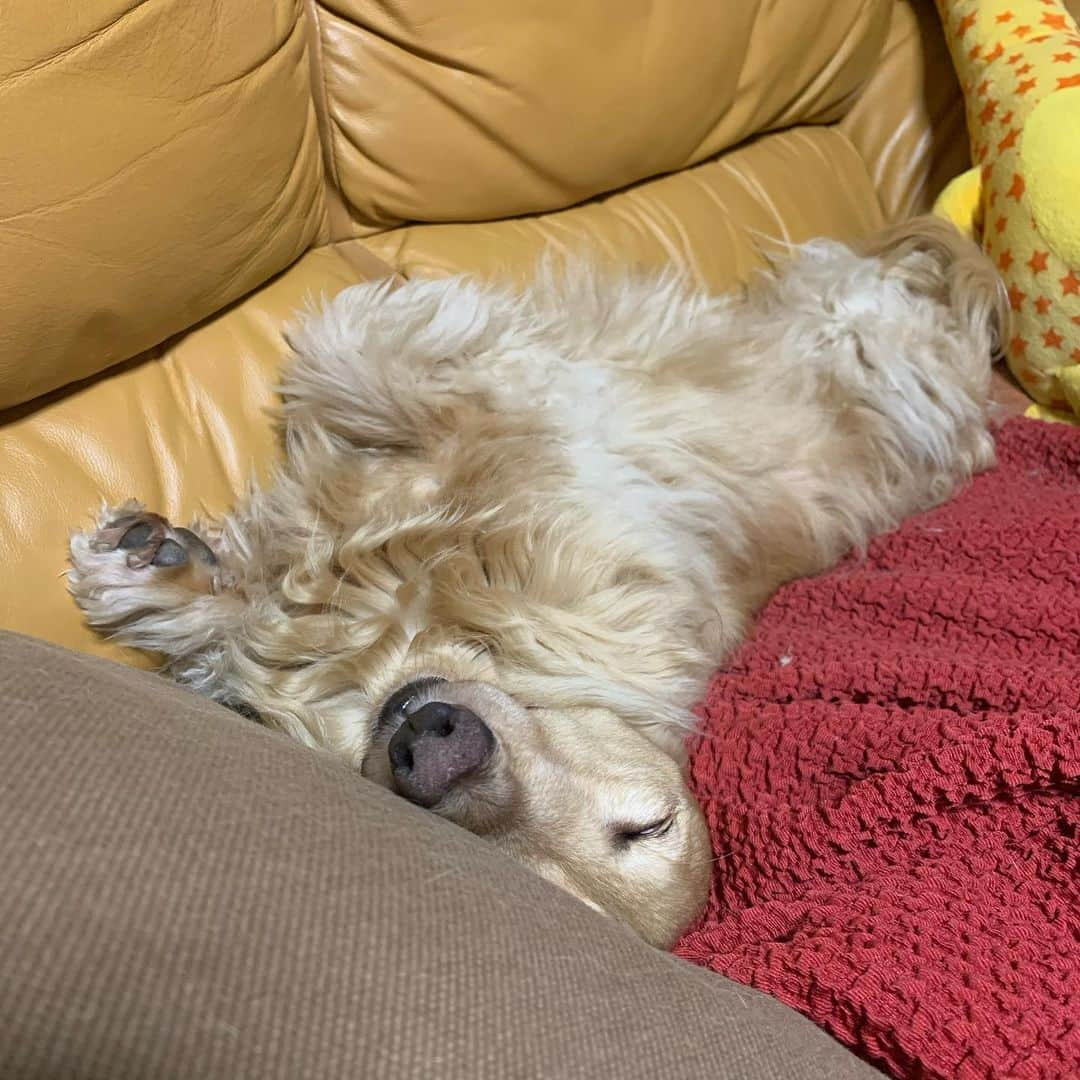 ハッチ＆ニコさんのインスタグラム写真 - (ハッチ＆ニコInstagram)「キャンプお疲れニコさん🐶💤 #カメラ嫌い同好会 #pecoいぬ部 #犬の生活が第一 #癒しわんこ #dachshund #犬バカ部 #短足部 #ふわもこ部 #tokyocameraclub #東京カメラ部」6月14日 20時31分 - hacth427