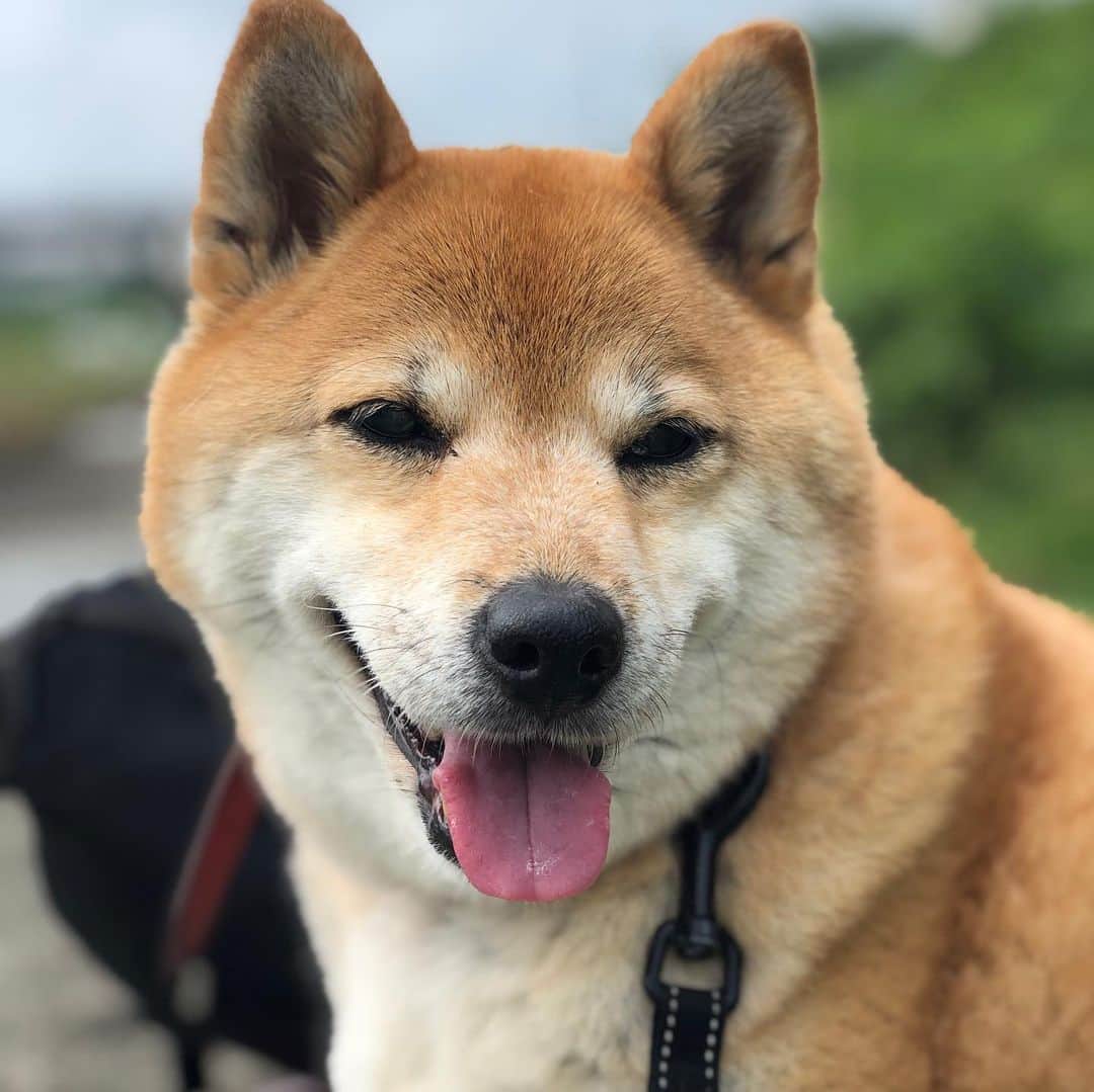beis0816のインスタグラム：「田んぼでお散歩〜 帰りにキワキワを歩いてたら、田んぼにボチャン ^_^ #shiba #pine」