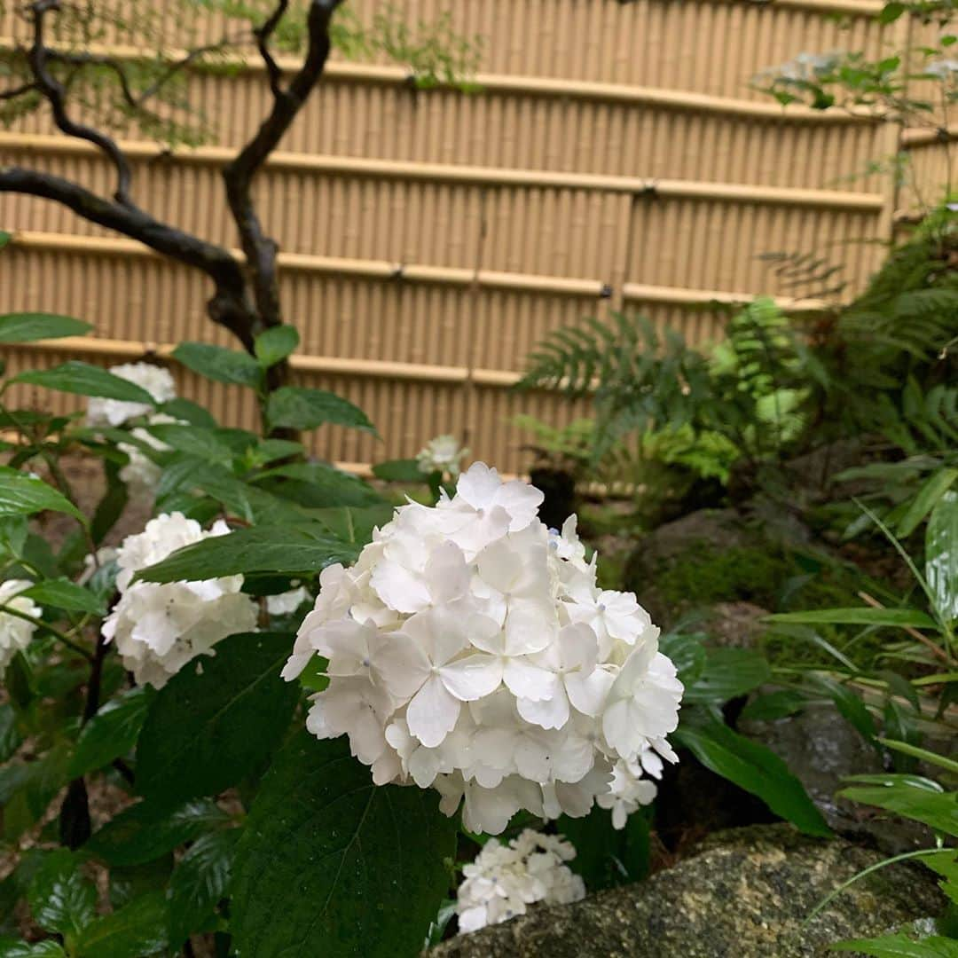 湯の山温泉 寿亭|Ryokan KOTOBUKITEIさんのインスタグラム写真 - (湯の山温泉 寿亭|Ryokan KOTOBUKITEIInstagram)「. 東海地方、梅雨入りしました😂. . #湯の山温泉 も雨が続いております。 . . #写真 は、#寿亭中庭 の#あじさい です この時期、たくさんの色とりどりのあじさいを見かけますが、こちらは真っ白😇. 1階ロビーからご覧いただけます♫ . .  #三重#温泉#温泉好き#温泉旅行#旅行#温泉旅館#寿亭三重旅#三重旅行#女子旅#インスタ映え#旅館寿亭#寿亭#御在所岳 #mie#japan#yunoyamaonsen#onsen#ryokan#ryokanlife#visitmie」6月14日 20時34分 - kotobukitei_ryokan