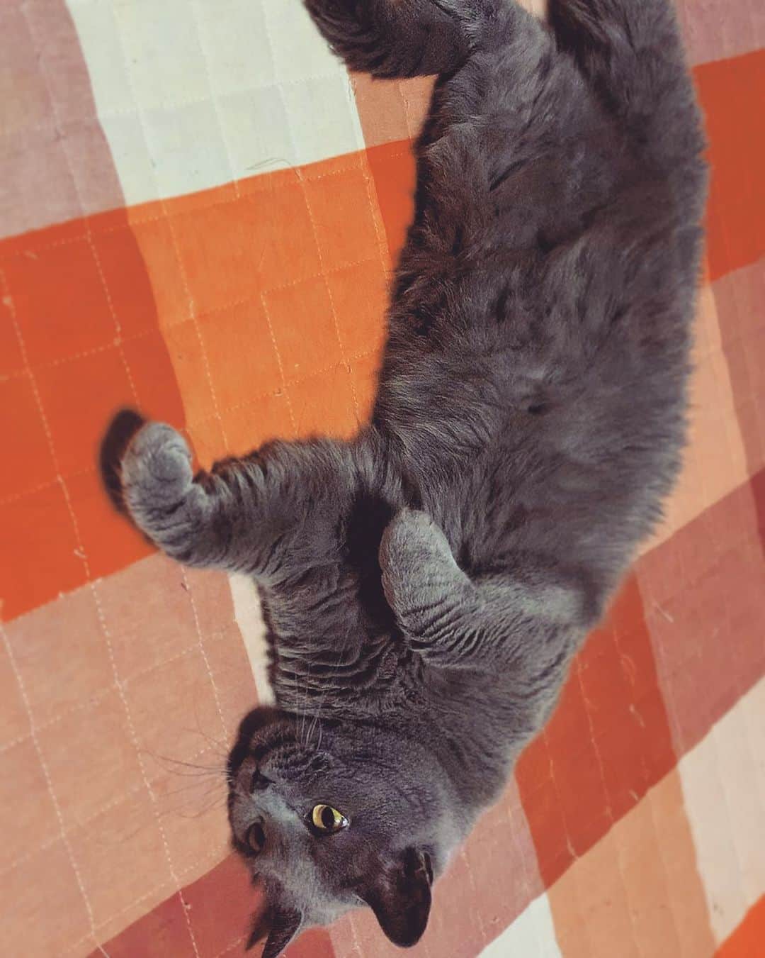 チキン南蛮カレーのルウ王子のグルメインスタ