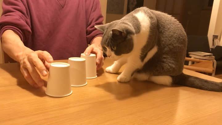 カブのインスタグラム：「カブチャレンジ 丸めたティッシュはどこだ」