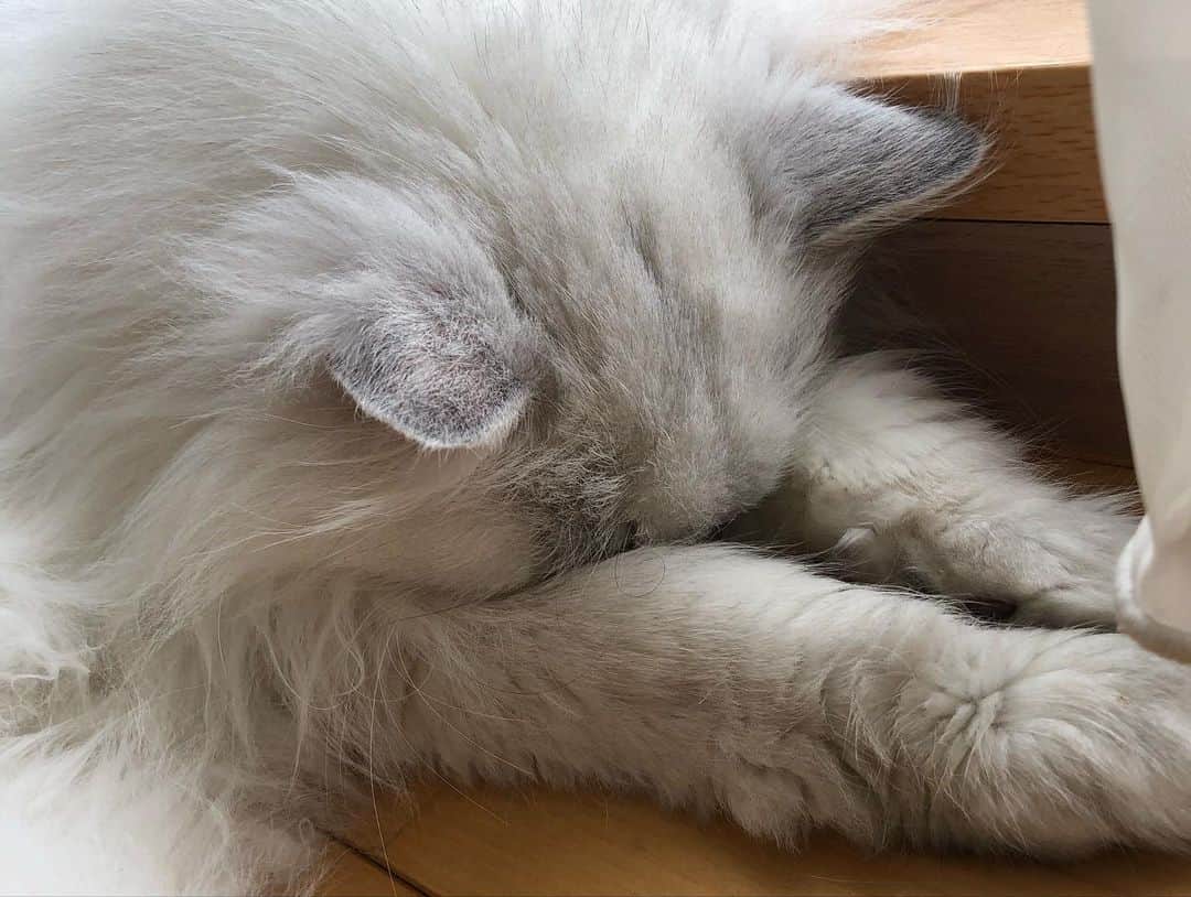 純名里沙さんのインスタグラム写真 - (純名里沙Instagram)「断捨離、片づけの日々。。。ソファーにたくさん物を置いてたらハマって熟睡してました🐱 ・ という事で、、大福くんの熟睡3連発💤💤💤 ・ #大福くん #猫 #チンチラシルバー #19歳 #男の子 #ねこすたぐらむ  #猫のいる暮らし  #熟睡 #ちーん #💤💤💤」6月14日 20時41分 - risajunna3158