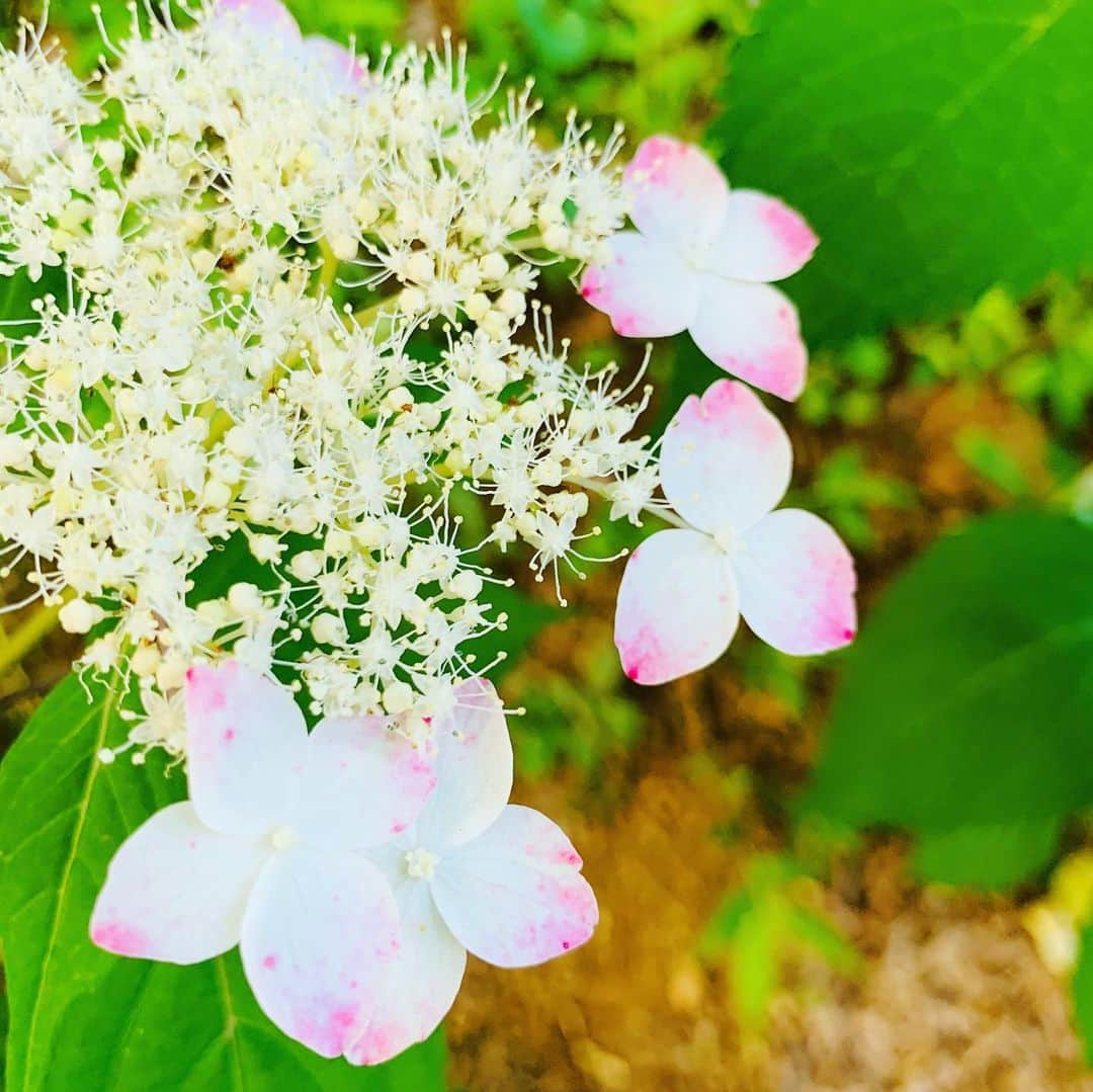 秋吉織栄（宮内かれん）さんのインスタグラム写真 - (秋吉織栄（宮内かれん）Instagram)「先日❤︎紫陽花を見に☔︎💜🤍💙 . . .  まだ早かった^^; . . . ご近所のお母さんに、残念な感じよ〜って言われたけど、私はこの6分咲き？ な感じも割と好きでした♡ . .  紫陽花って英語だとHydrangeaっていうんですね💡 . . 沢山の花びらがあるから、「1,000,000(100万）ドルの花」という意味で『million dollar flower』っていう人もいるみたいです^ ^ . . . なんだか一気に風情が無くなるネーミング笑 金運は上がりそうな💸💸💸 . . 私も夏生まというか、7月1日は梅雨生まれ？？☔︎ . . . いつも誕生日周辺は晴れるかどうかって日が多かったからなのかな☔︎☔︎☔︎ . . 雨の日って割と好き！ ゴルフの時は嫌だけど💦💦 . . . 紫陽花はバラと同じくらい好きな花です🌹 . . 満開も見たいので、もう一度リベンジに行きます💕 . . . 近くの#自然人村 が怪しい響きで気になりました😏💜 . . .  #紫陽花  #hydrangea  #梅雨  #南沢あじさい山  #ちゅういっちゃんのあじさい畑  #クセのあるものが好き  #クセがないと愛せない #コロナに負けるな  #japanesegirl  #織栄組  #オリオリ #クロオリ #6分 #゙りそうな #100万 #゙ないと #オリ #ト #7月1日 #゙ #誕生日 #flower」6月14日 20時41分 - orie.oliiiiie.olivia