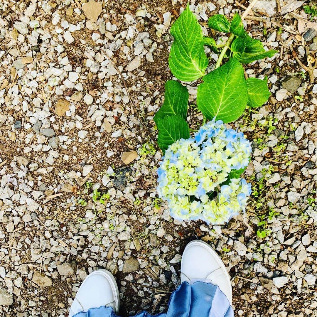 秋吉織栄（宮内かれん）さんのインスタグラム写真 - (秋吉織栄（宮内かれん）Instagram)「先日❤︎紫陽花を見に☔︎💜🤍💙 . . .  まだ早かった^^; . . . ご近所のお母さんに、残念な感じよ〜って言われたけど、私はこの6分咲き？ な感じも割と好きでした♡ . .  紫陽花って英語だとHydrangeaっていうんですね💡 . . 沢山の花びらがあるから、「1,000,000(100万）ドルの花」という意味で『million dollar flower』っていう人もいるみたいです^ ^ . . . なんだか一気に風情が無くなるネーミング笑 金運は上がりそうな💸💸💸 . . 私も夏生まというか、7月1日は梅雨生まれ？？☔︎ . . . いつも誕生日周辺は晴れるかどうかって日が多かったからなのかな☔︎☔︎☔︎ . . 雨の日って割と好き！ ゴルフの時は嫌だけど💦💦 . . . 紫陽花はバラと同じくらい好きな花です🌹 . . 満開も見たいので、もう一度リベンジに行きます💕 . . . 近くの#自然人村 が怪しい響きで気になりました😏💜 . . .  #紫陽花  #hydrangea  #梅雨  #南沢あじさい山  #ちゅういっちゃんのあじさい畑  #クセのあるものが好き  #クセがないと愛せない #コロナに負けるな  #japanesegirl  #織栄組  #オリオリ #クロオリ #6分 #゙りそうな #100万 #゙ないと #オリ #ト #7月1日 #゙ #誕生日 #flower」6月14日 20時41分 - orie.oliiiiie.olivia