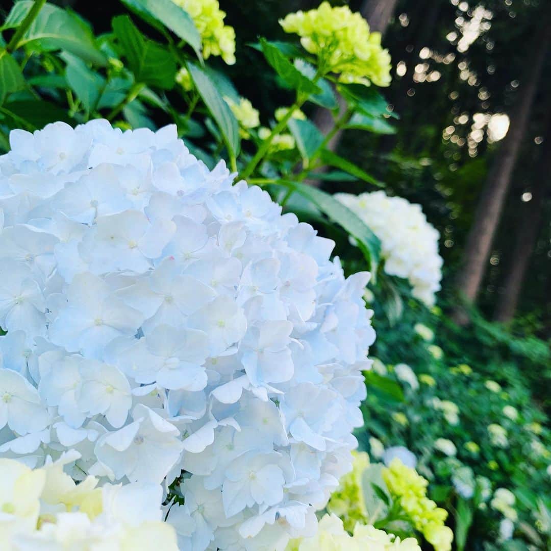 秋吉織栄（宮内かれん）さんのインスタグラム写真 - (秋吉織栄（宮内かれん）Instagram)「先日❤︎紫陽花を見に☔︎💜🤍💙 . . .  まだ早かった^^; . . . ご近所のお母さんに、残念な感じよ〜って言われたけど、私はこの6分咲き？ な感じも割と好きでした♡ . .  紫陽花って英語だとHydrangeaっていうんですね💡 . . 沢山の花びらがあるから、「1,000,000(100万）ドルの花」という意味で『million dollar flower』っていう人もいるみたいです^ ^ . . . なんだか一気に風情が無くなるネーミング笑 金運は上がりそうな💸💸💸 . . 私も夏生まというか、7月1日は梅雨生まれ？？☔︎ . . . いつも誕生日周辺は晴れるかどうかって日が多かったからなのかな☔︎☔︎☔︎ . . 雨の日って割と好き！ ゴルフの時は嫌だけど💦💦 . . . 紫陽花はバラと同じくらい好きな花です🌹 . . 満開も見たいので、もう一度リベンジに行きます💕 . . . 近くの#自然人村 が怪しい響きで気になりました😏💜 . . .  #紫陽花  #hydrangea  #梅雨  #南沢あじさい山  #ちゅういっちゃんのあじさい畑  #クセのあるものが好き  #クセがないと愛せない #コロナに負けるな  #japanesegirl  #織栄組  #オリオリ #クロオリ #6分 #゙りそうな #100万 #゙ないと #オリ #ト #7月1日 #゙ #誕生日 #flower」6月14日 20時41分 - orie.oliiiiie.olivia