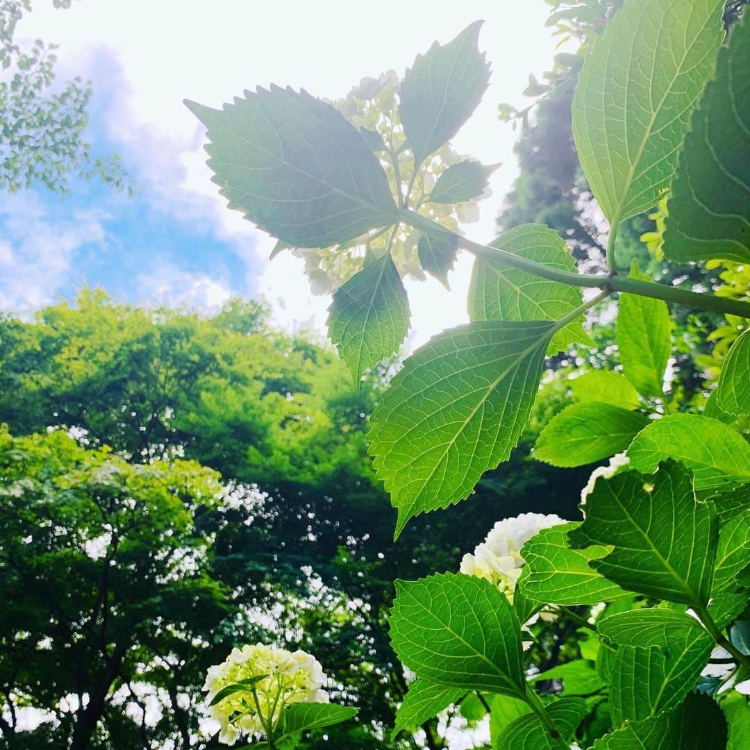 秋吉織栄（宮内かれん）さんのインスタグラム写真 - (秋吉織栄（宮内かれん）Instagram)「先日❤︎紫陽花を見に☔︎💜🤍💙 . . .  まだ早かった^^; . . . ご近所のお母さんに、残念な感じよ〜って言われたけど、私はこの6分咲き？ な感じも割と好きでした♡ . .  紫陽花って英語だとHydrangeaっていうんですね💡 . . 沢山の花びらがあるから、「1,000,000(100万）ドルの花」という意味で『million dollar flower』っていう人もいるみたいです^ ^ . . . なんだか一気に風情が無くなるネーミング笑 金運は上がりそうな💸💸💸 . . 私も夏生まというか、7月1日は梅雨生まれ？？☔︎ . . . いつも誕生日周辺は晴れるかどうかって日が多かったからなのかな☔︎☔︎☔︎ . . 雨の日って割と好き！ ゴルフの時は嫌だけど💦💦 . . . 紫陽花はバラと同じくらい好きな花です🌹 . . 満開も見たいので、もう一度リベンジに行きます💕 . . . 近くの#自然人村 が怪しい響きで気になりました😏💜 . . .  #紫陽花  #hydrangea  #梅雨  #南沢あじさい山  #ちゅういっちゃんのあじさい畑  #クセのあるものが好き  #クセがないと愛せない #コロナに負けるな  #japanesegirl  #織栄組  #オリオリ #クロオリ #6分 #゙りそうな #100万 #゙ないと #オリ #ト #7月1日 #゙ #誕生日 #flower」6月14日 20時41分 - orie.oliiiiie.olivia