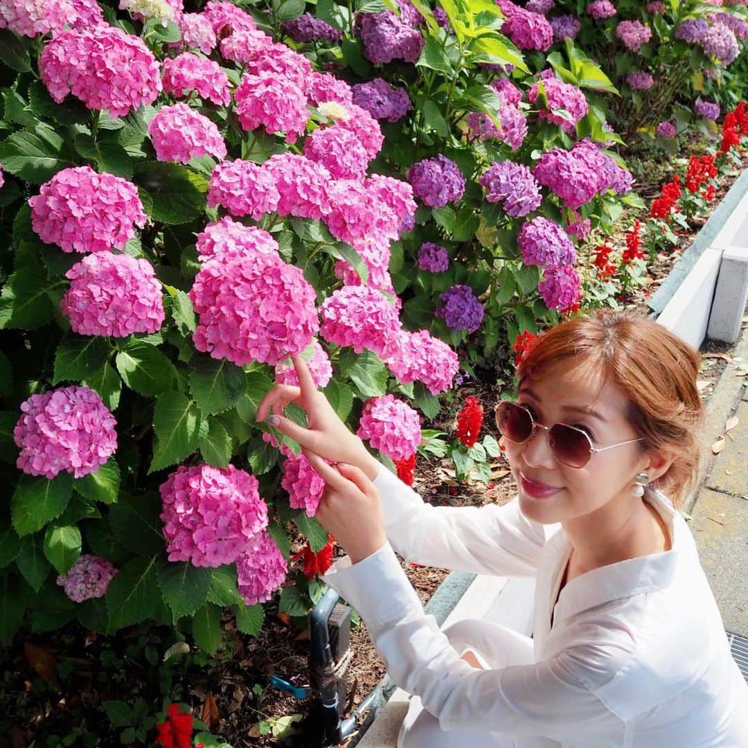 小野澤玲奈のインスタグラム：「晴れの日の紫陽花もきれい😎﻿ ﻿ ﻿ #今年最高気温 ﻿ #汗だく散歩  #紫陽花 ﻿ #☀️ ﻿ #olympuspen #olympuspenepl9 ﻿#写真部」