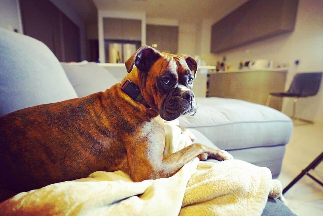 のインスタグラム：「ボクサー犬の愛犬華ちゃん早いもんで2歳の誕生日。 写真撮ると今まで以上に人間の食べる味の濃い餌頼むで。と言われてるよう…。w オーストラリアでスクスク歳とってます。  #boxerdog #ボクサー犬」