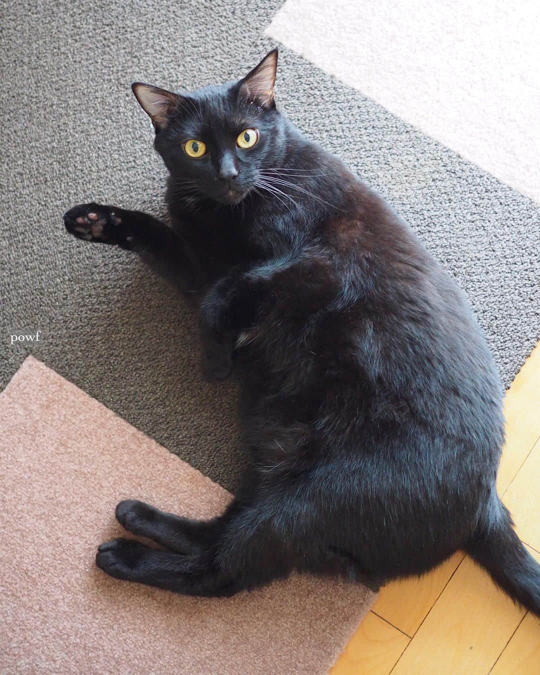 anemone_69さんのインスタグラム写真 - (anemone_69Instagram)「. キミ、ちょっと丸くなった？ . . #ハカセとキョウジュ #blackcat #黒猫 #cat #猫 #保護猫 . . .」6月14日 20時58分 - powf