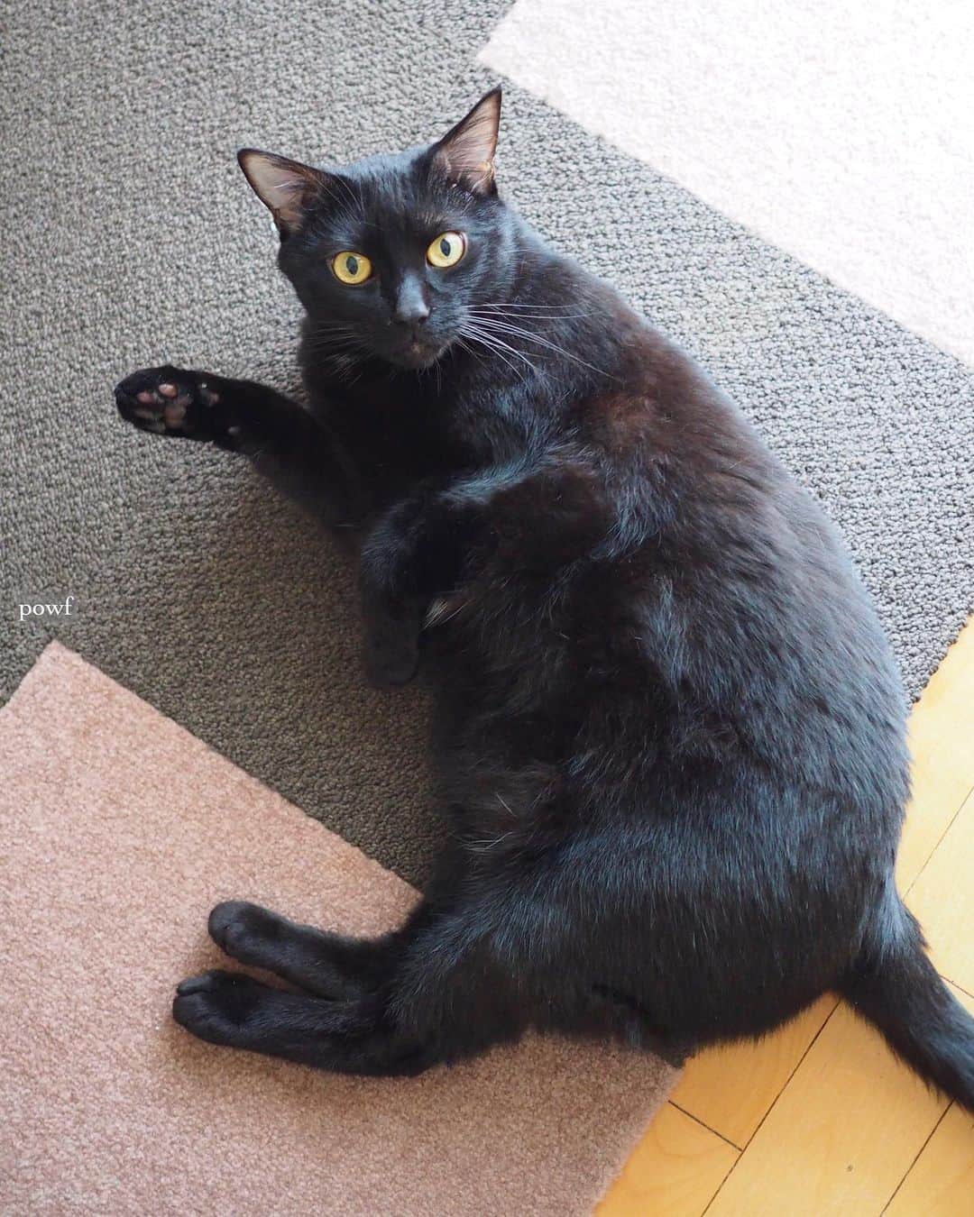 anemone_69のインスタグラム：「. キミ、ちょっと丸くなった？ . . #ハカセとキョウジュ #blackcat #黒猫 #cat #猫 #保護猫 . . .」