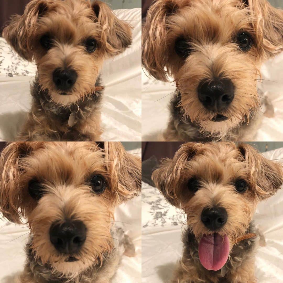 恵里花のインスタグラム：「ど・アーーーップ🐶❗️﻿ ﻿ 家族で楽しく過ごした日曜日🌱﻿ 明日からまた1週間頑張っていきましょう💪🏼🔥﻿ ﻿ #kanonpics﻿ #yorkiepoo﻿ #ヨープー」