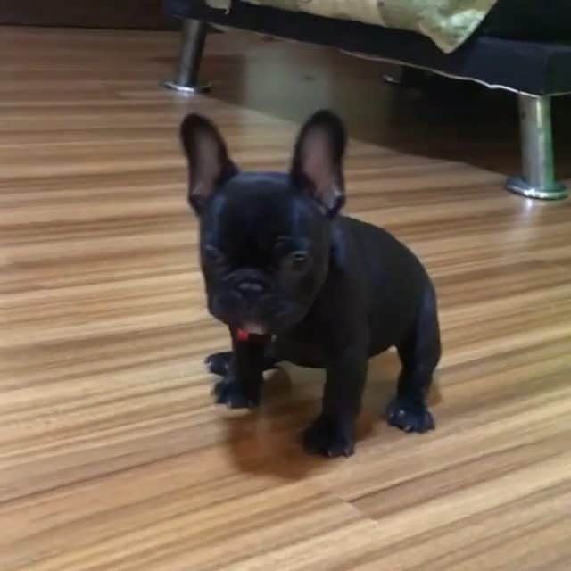 French Bulldogのインスタグラム