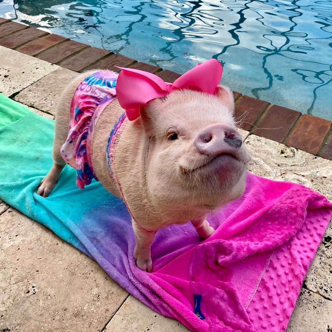 Priscilla and Poppletonさんのインスタグラム写真 - (Priscilla and PoppletonInstagram)「Precious Posey posing poolside! We are spending Sunday Funday at our grandparent’s pool. Looks like Posey has picked her spot and is waiting on a cute pool boy to deliver her a cool beverage!🐷👙💦#sundayfunday #poolside #posey #PrissyandPop」6月14日 22時01分 - prissy_pig