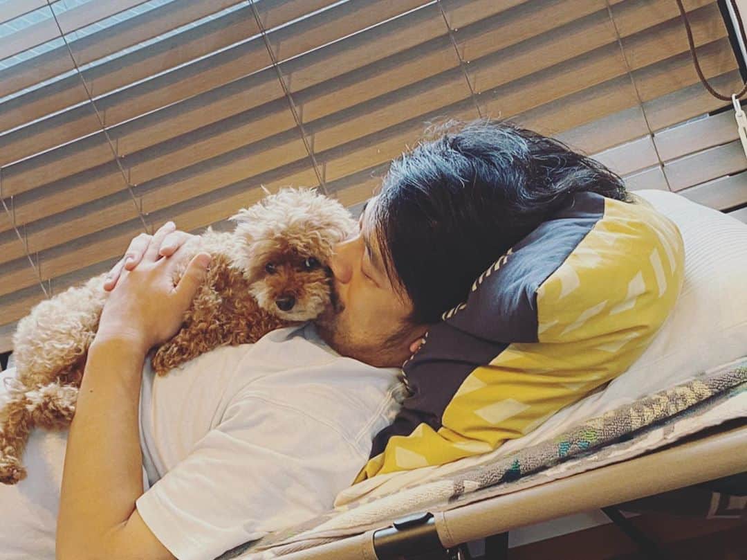 石川龍のインスタグラム：「昼寝。  #まめきち #トイプードル #トイプードル女の子  #toypoodle #toyphotography  #toypoodlegram」