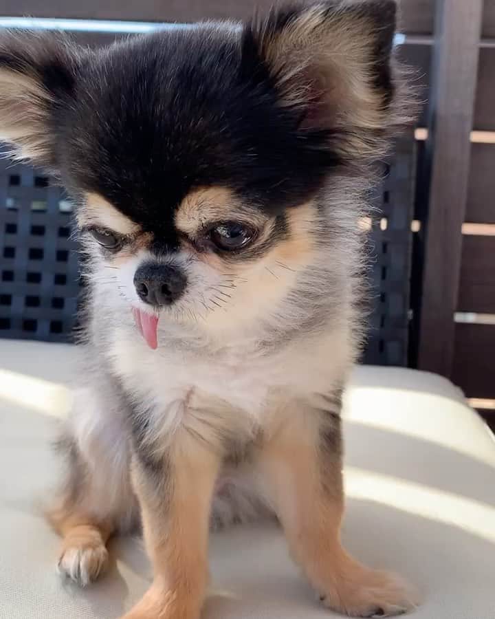 ティアラ（西内まりや）のインスタグラム：「ベランダが好き💕  #ティアラ　#dog #pet  #犬　#犬のいる暮らし  #犬好きな人と繋がりたい  #チワワ　#べろ  #べろだし  #べろだしわんこ #ペット #ドッグラン　#お散歩」