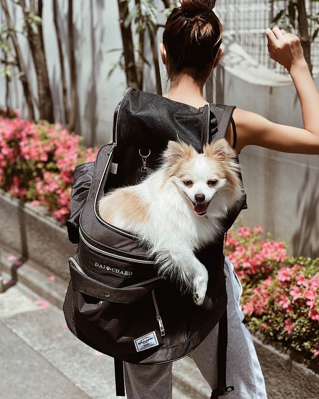 佐藤あずみのインスタグラム：「大吉3ヶ月ぶりのトリミングへ💛 眩しいといつもこの顔ワロタ🤭 . キャリーバッグ▶︎▶︎▶︎ @winsun.japan  10%offクーポン▶︎▶︎▶︎ 10off1909 . . . さてさて、どんな感じで大吉帰ってきたでしょーか💗 . . . #winsun #ウインサン #ペットキャリー #キャリーリュック #刺繍入りリュック #ペットリュック #うちの子グッズ #ポメラニアンパーティーカラー #ポメラニアン #パーティカラー #ポメラニアンパーティカラー #ポメラニアン部 #ポメラニアン大好き #犬 #dog #doglovers #dogstagram #大吉 #いぬすたぐらむ」