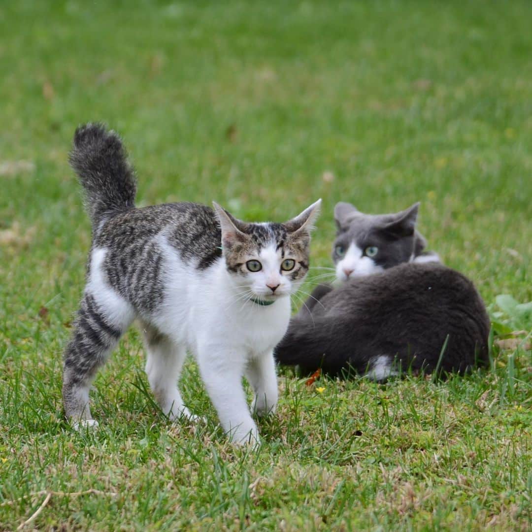 やふさんのインスタグラム写真 - (やふInstagram)「懐かしpost。チビ京太の頃は毎日お庭で遊んでた2匹（もも1才）。今ではまったく仲良くない不思議… . #cat #neko #catlovers #catsofinstagram #catstagram #instacat #猫 #ねこ #ネコ #保護猫 #もも #京太」6月14日 22時57分 - kyafy