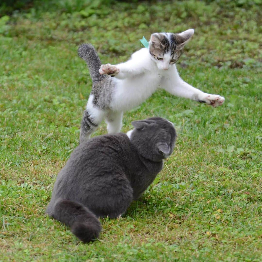 やふさんのインスタグラム写真 - (やふInstagram)「懐かしpost。チビ京太の頃は毎日お庭で遊んでた2匹（もも1才）。今ではまったく仲良くない不思議… . #cat #neko #catlovers #catsofinstagram #catstagram #instacat #猫 #ねこ #ネコ #保護猫 #もも #京太」6月14日 22時57分 - kyafy