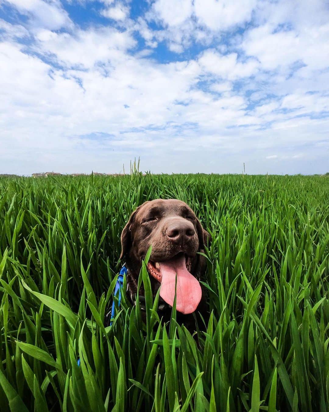 goproさんのインスタグラム写真 - (goproInstagram)「Photo of the Day: Sun's out, tongue's out 👅 @mantovani.nicola ⠀⠀⠀⠀⠀⠀⠀⠀⠀ How did you enjoy the fresh air this weekend? Submit your best #GoProLiveIt moments to GoPro.com/Awards for the opportunity to earn cash, accessories, social features, swag, + more 💰 ⠀⠀⠀⠀⠀⠀⠀⠀⠀ @GoProIT #GoProIT #DogsofInstagram #PuppyLife」6月14日 23時08分 - gopro