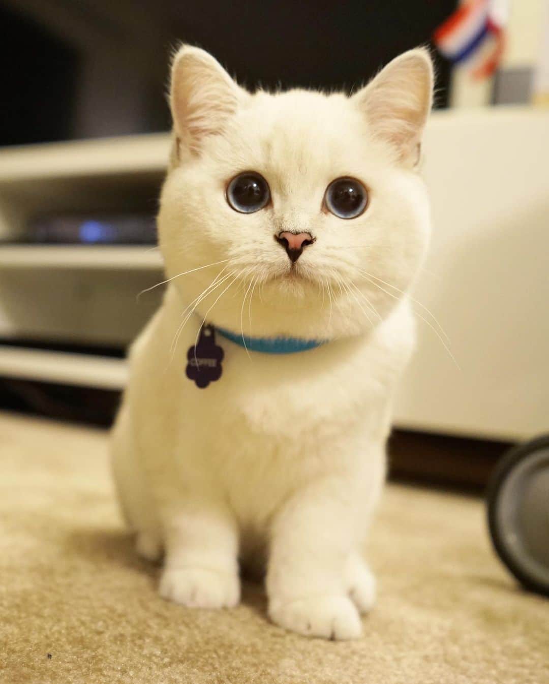 ミスター・ホワイトさんのインスタグラム写真 - (ミスター・ホワイトInstagram)「When I was a kitten 🥰」6月14日 23時14分 - white_coffee_cat